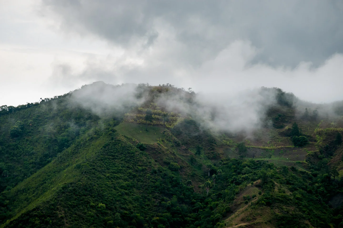 A foggy mountain top near the village of Los Guanos, showing off one of many restored forests in the province of San José de Ocoa by ADESJO. Three decades ago most hills in the area were treeless and dry, now the province is one of the greenest in Dominican Republic. Planting of just 1 hectare of trees yields 30 hectares of natural reforestation, accelerated as dried out water springs come back to life turning the area into a lush forest. July 1, 2014. Copyright © 2014 Art Zaratsyan