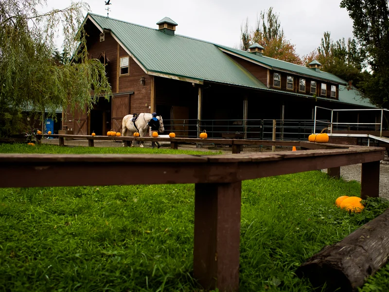 A rider is getting her horse ready at the Southlands Heritage Farm, Vancouver, BC, Canada on September 29, 2013. Photo: Art Zaratsyan