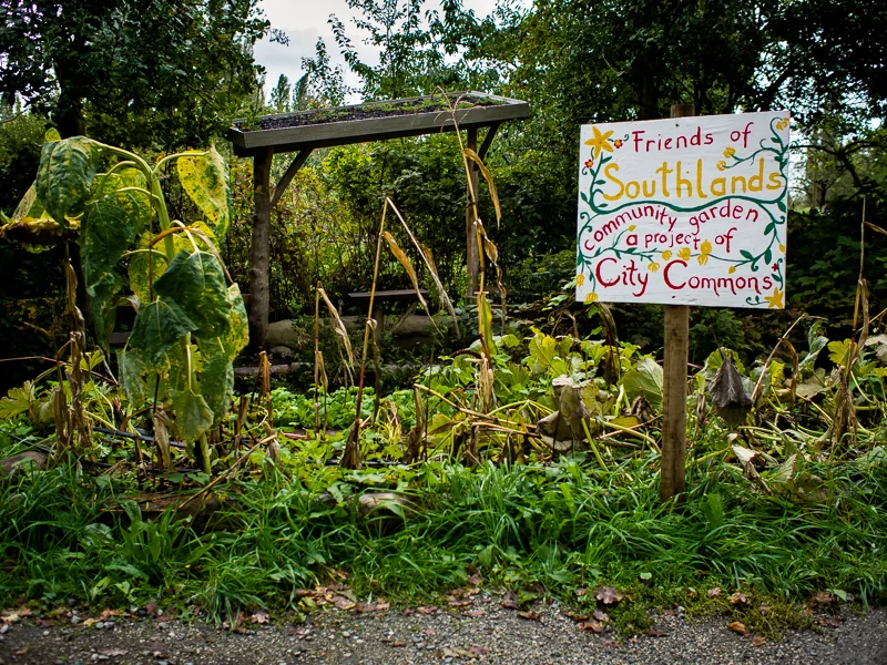 Friends of Southlands, a community garden project of City Commons, at the Southlands Heritage Farm, Vancouver, BC, Canada on September 29, 2013. Photo: Art Zaratsyan