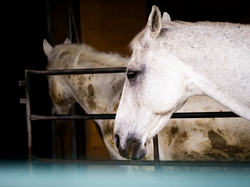 Horses rest in the stables at Southlands Heritage Farm, Vancouver, BC, Canada on September 29, 2013. Photo: Art Zaratsyan