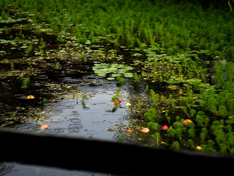 Raindrops fall into a puddle at Southlands Heritage Farm, Vancouver, BC, Canada on September 29, 2013. Photo: Art Zaratsyan