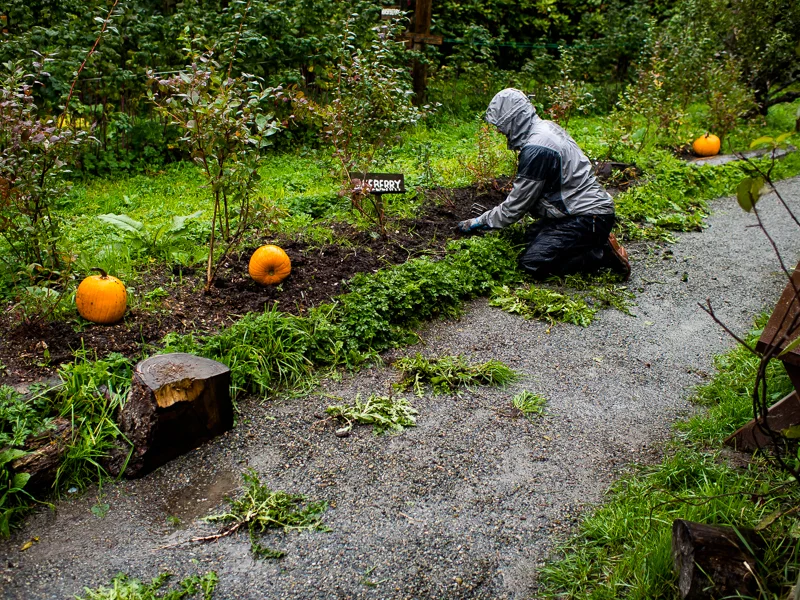 Geoff Manton, a Dozē volunteer, clears the weeds off the blueberry patch in the rain, at Southlands Heritage Farm, Vancouver, BC, Canada on September 29, 2013. Photo: Art Zaratsyan