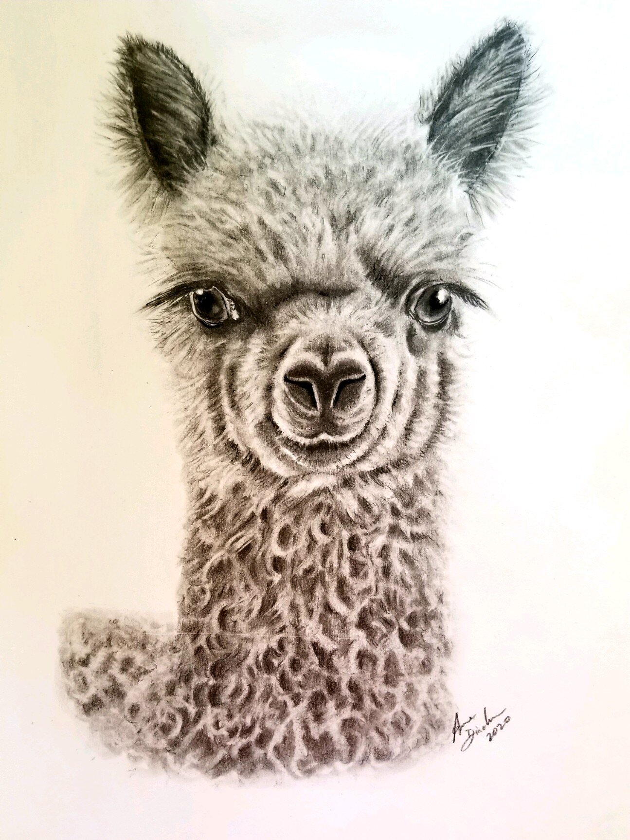 Alpaca.JPG