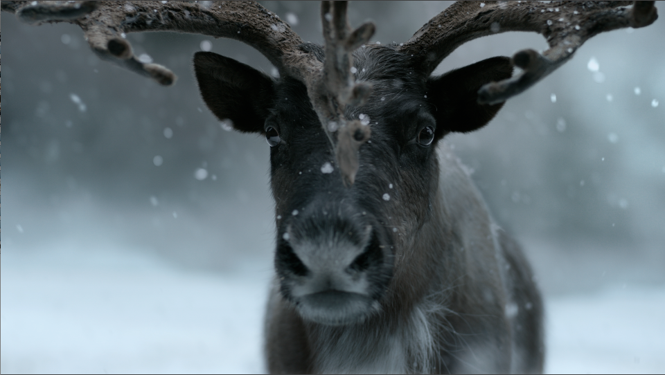 Kohls | "Reindeer" Directors Cut
