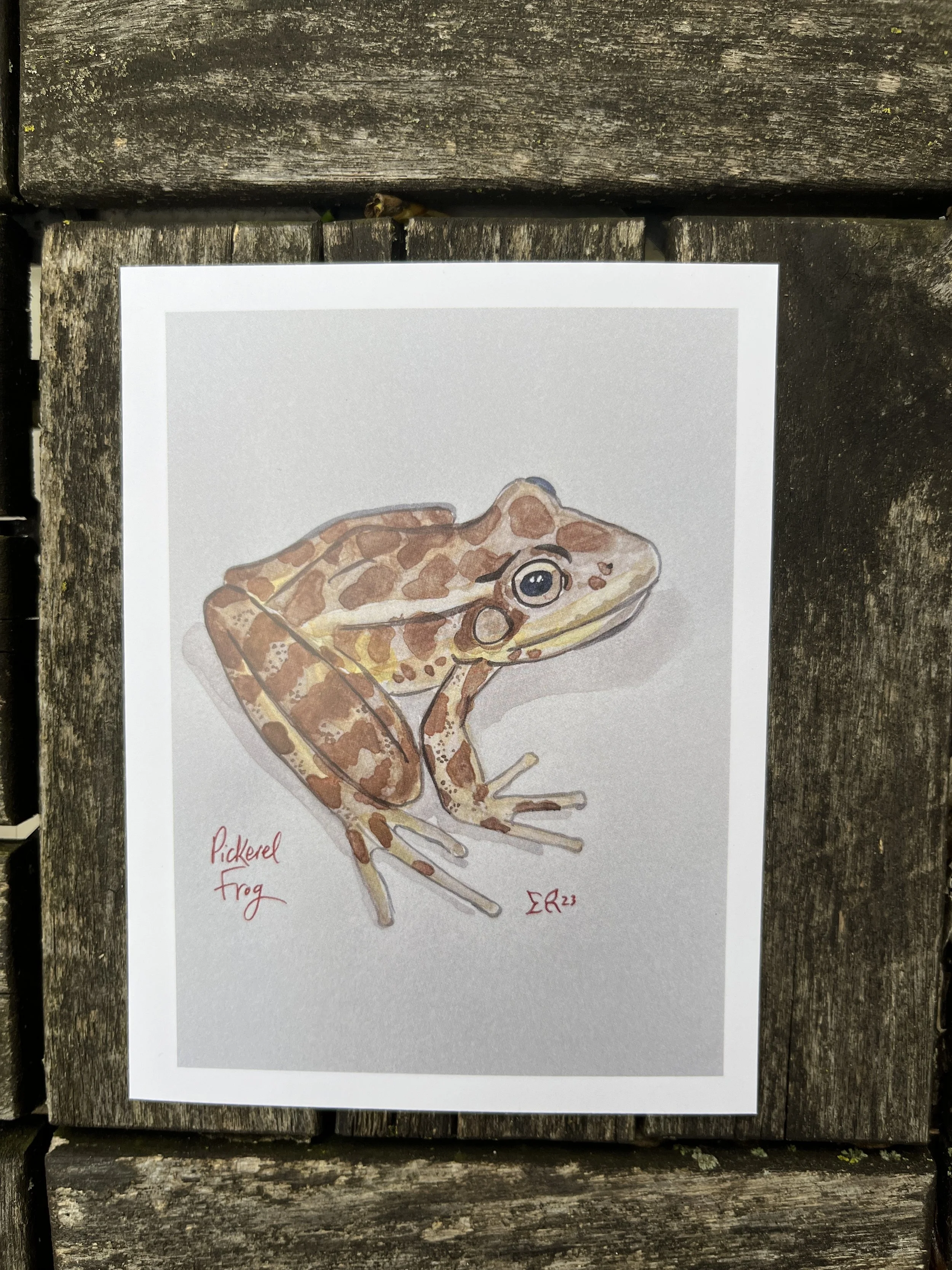 Pickerel_Frog.JPG