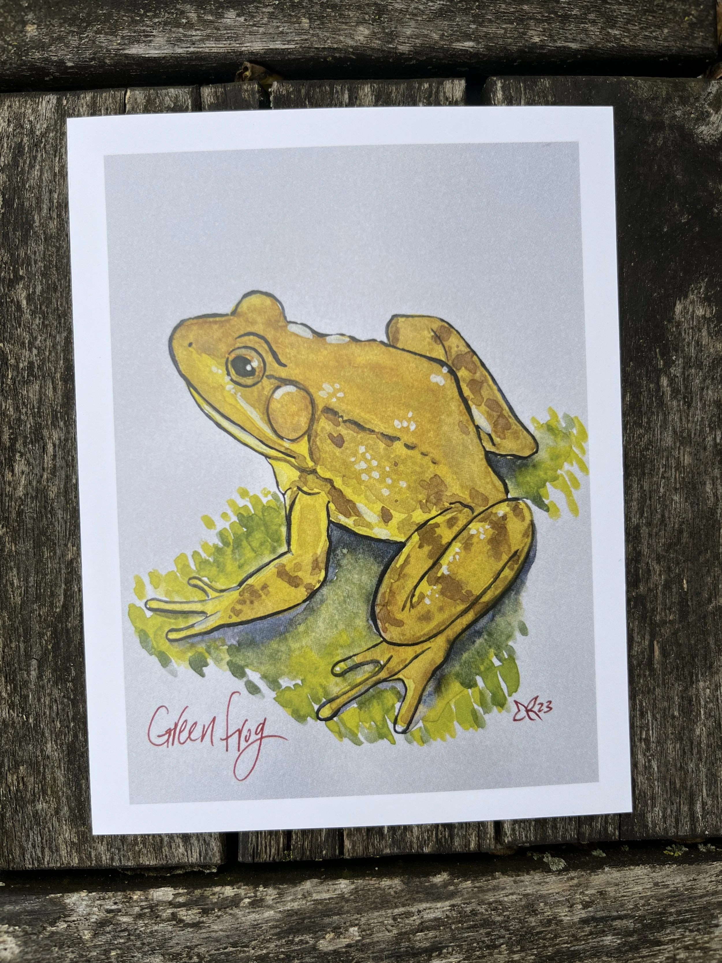 Green_Frog.JPG