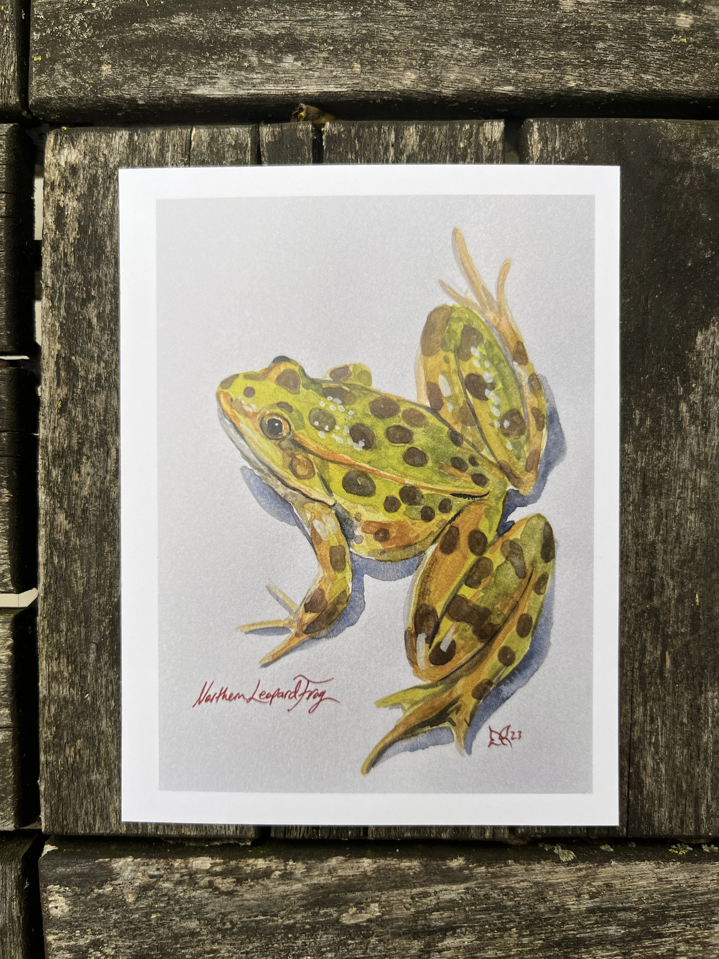 N_Leopard_Frog.JPG