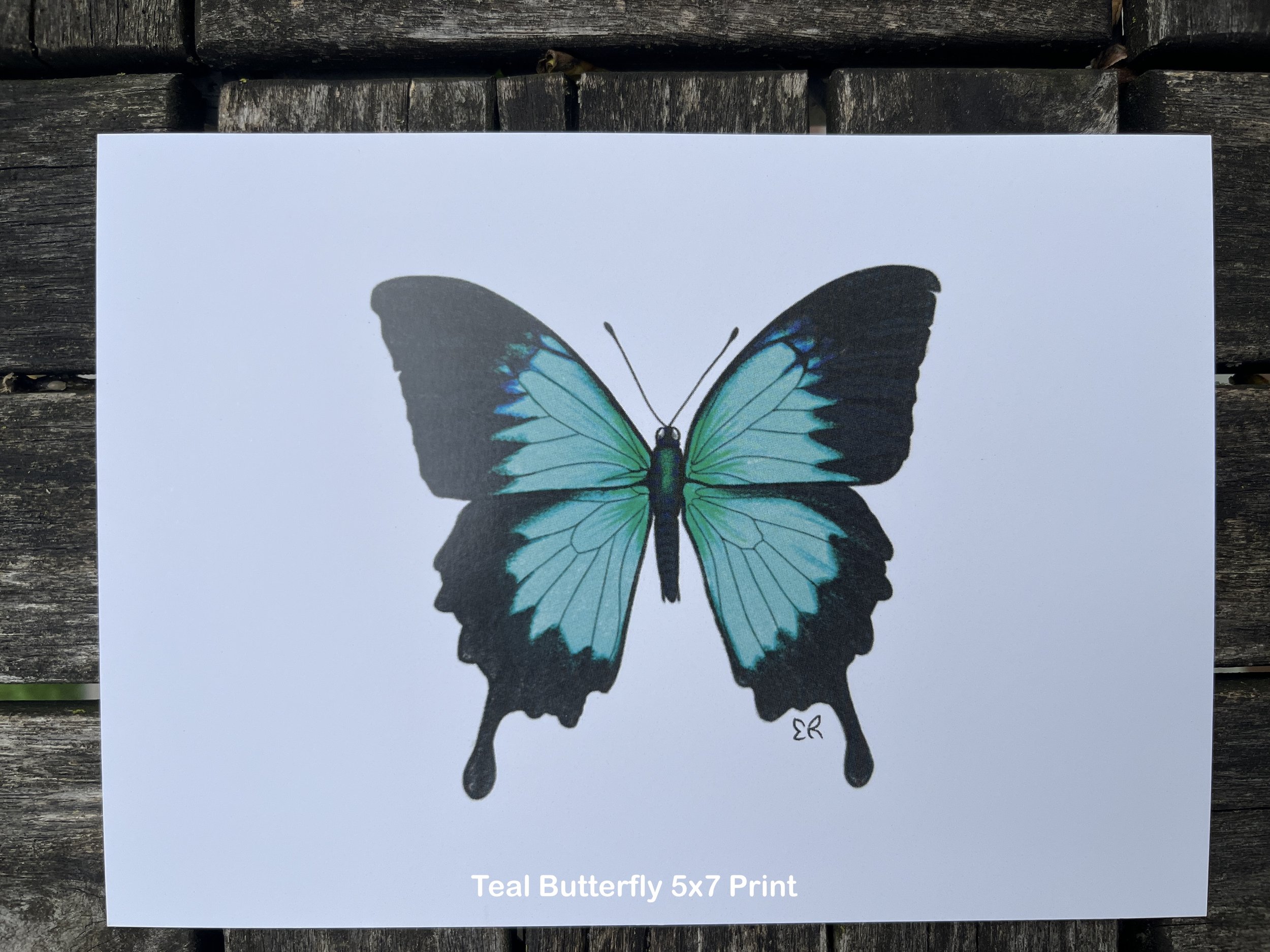 Teal_Butterfly.JPG