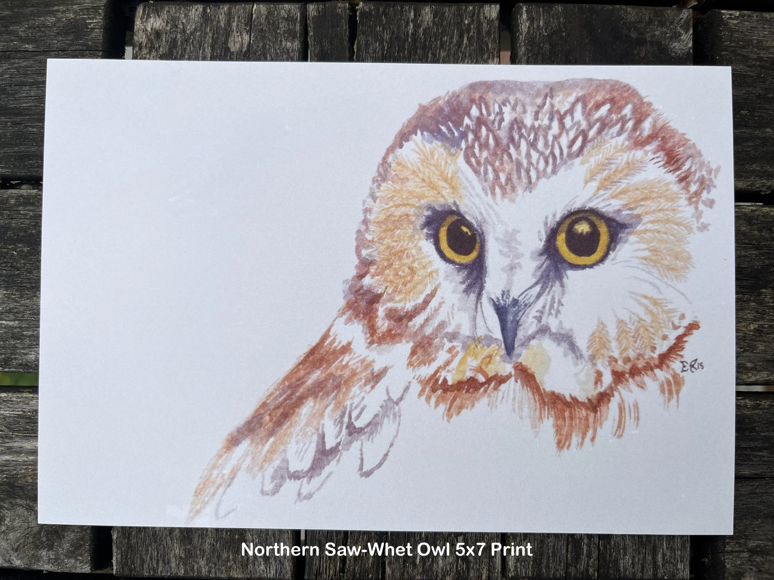 Saw_Whet_Owl.JPG