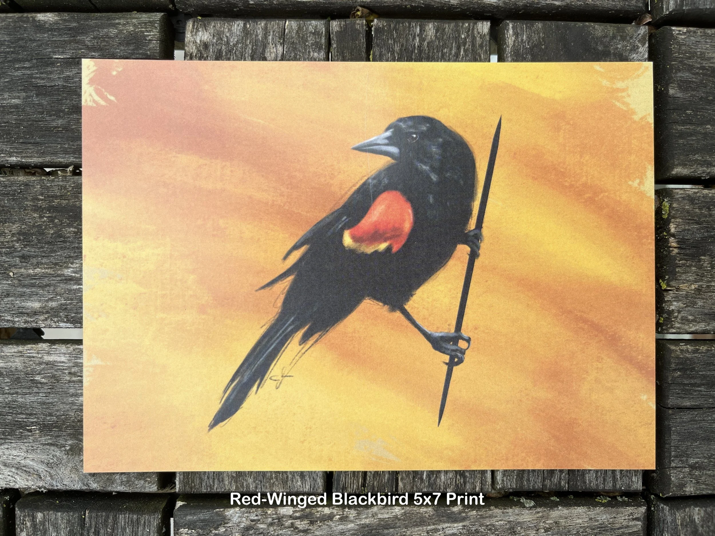 Red_Wing_Blackbird.JPG
