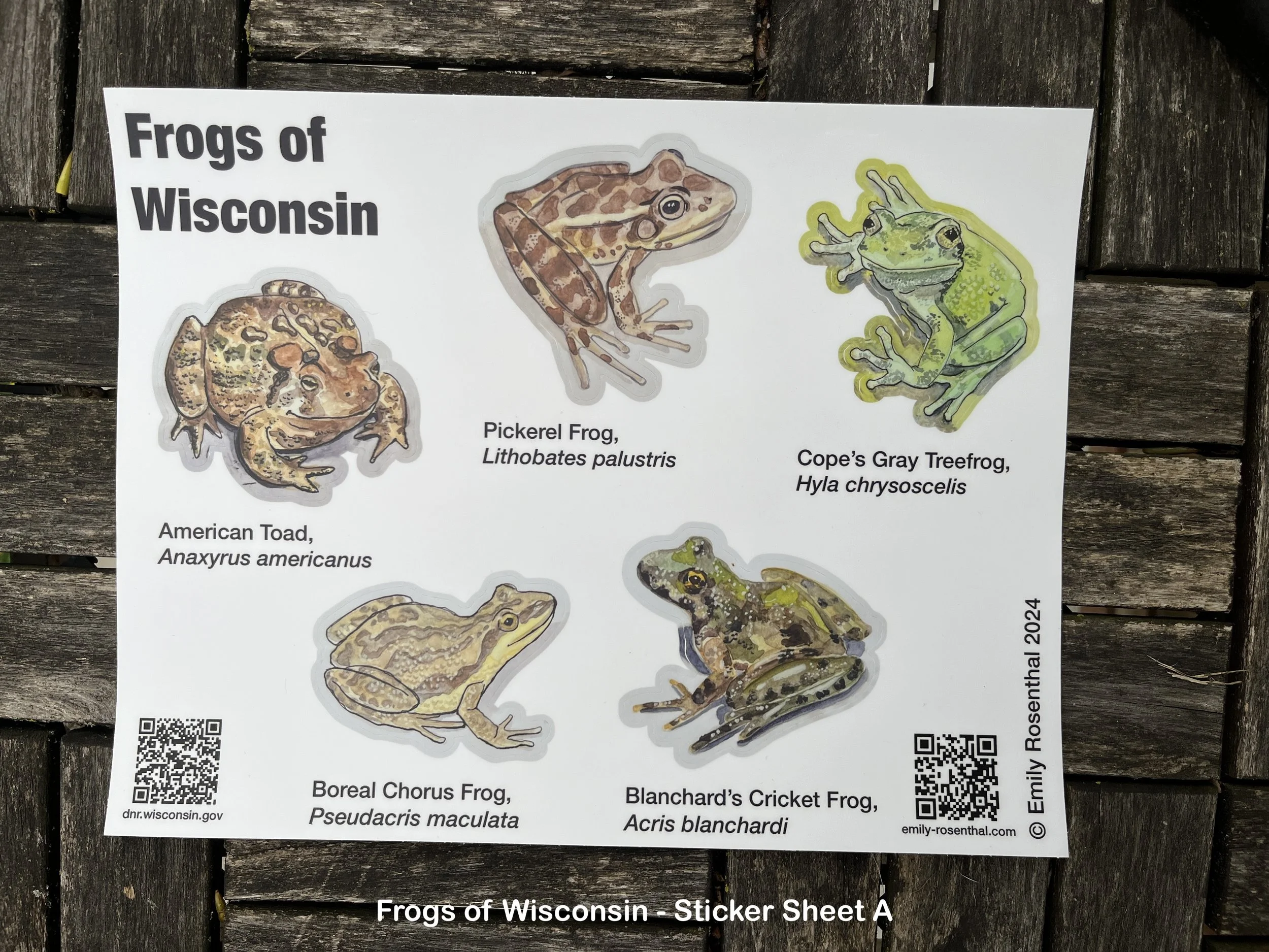 Frogs_A.JPG