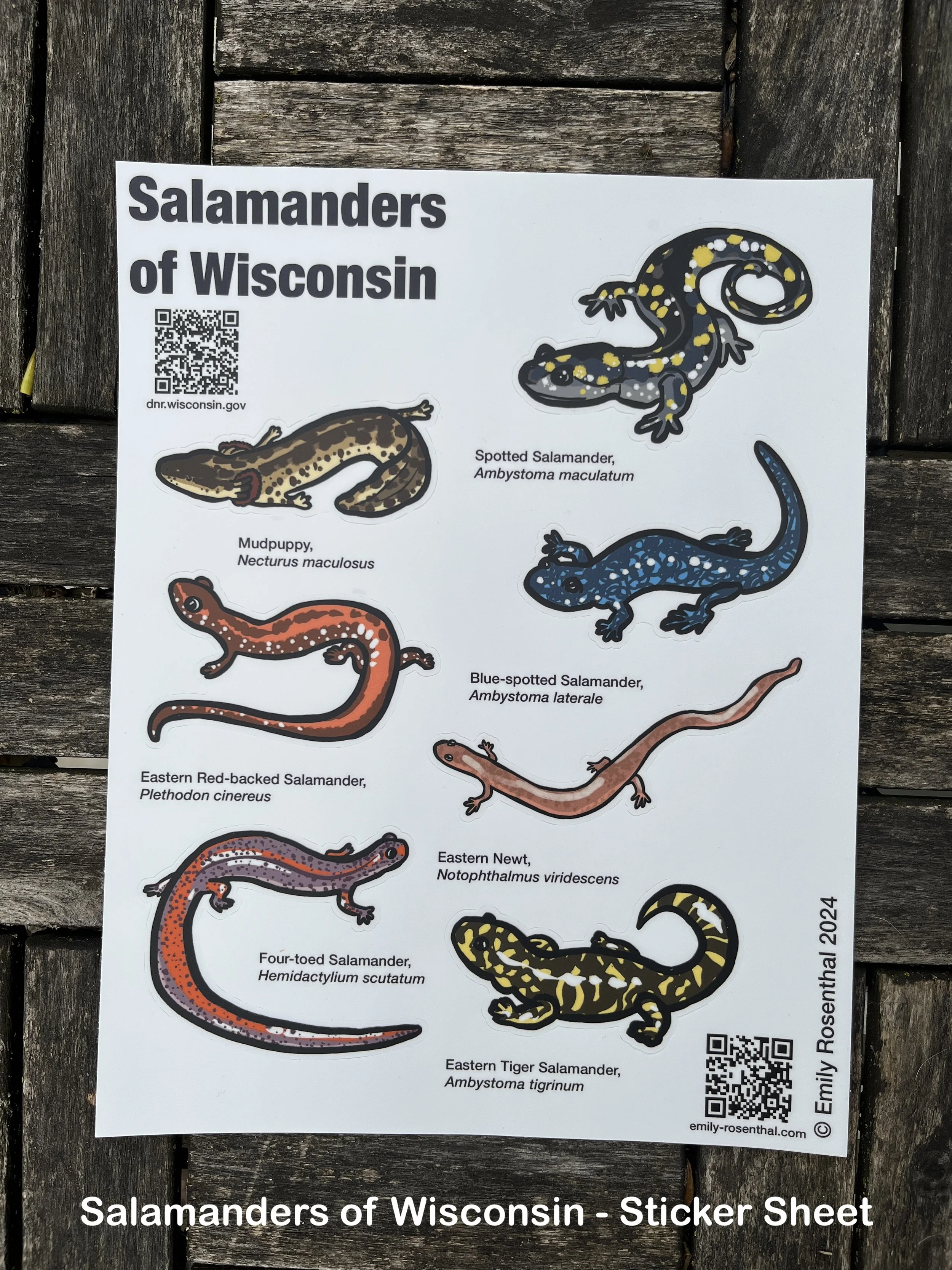 Salamanders.JPG