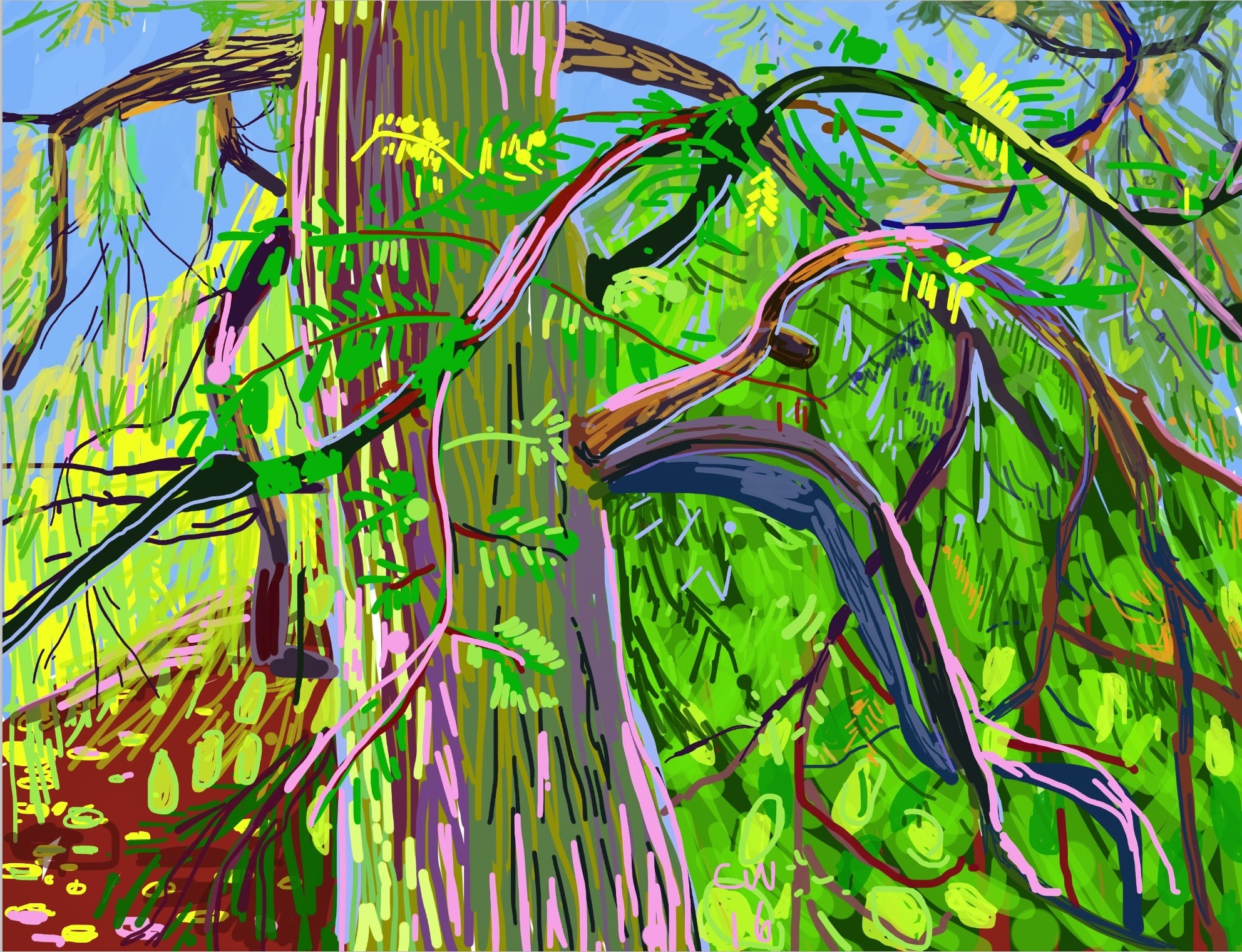 Bald Cypress, Central Park