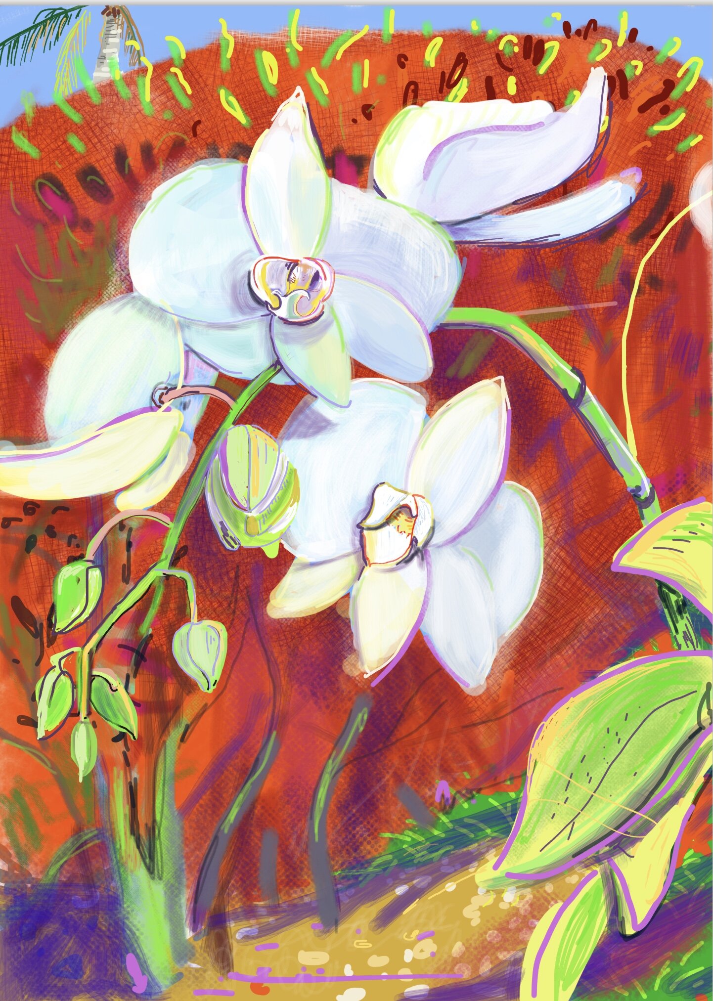 Jeannie’s Orchid