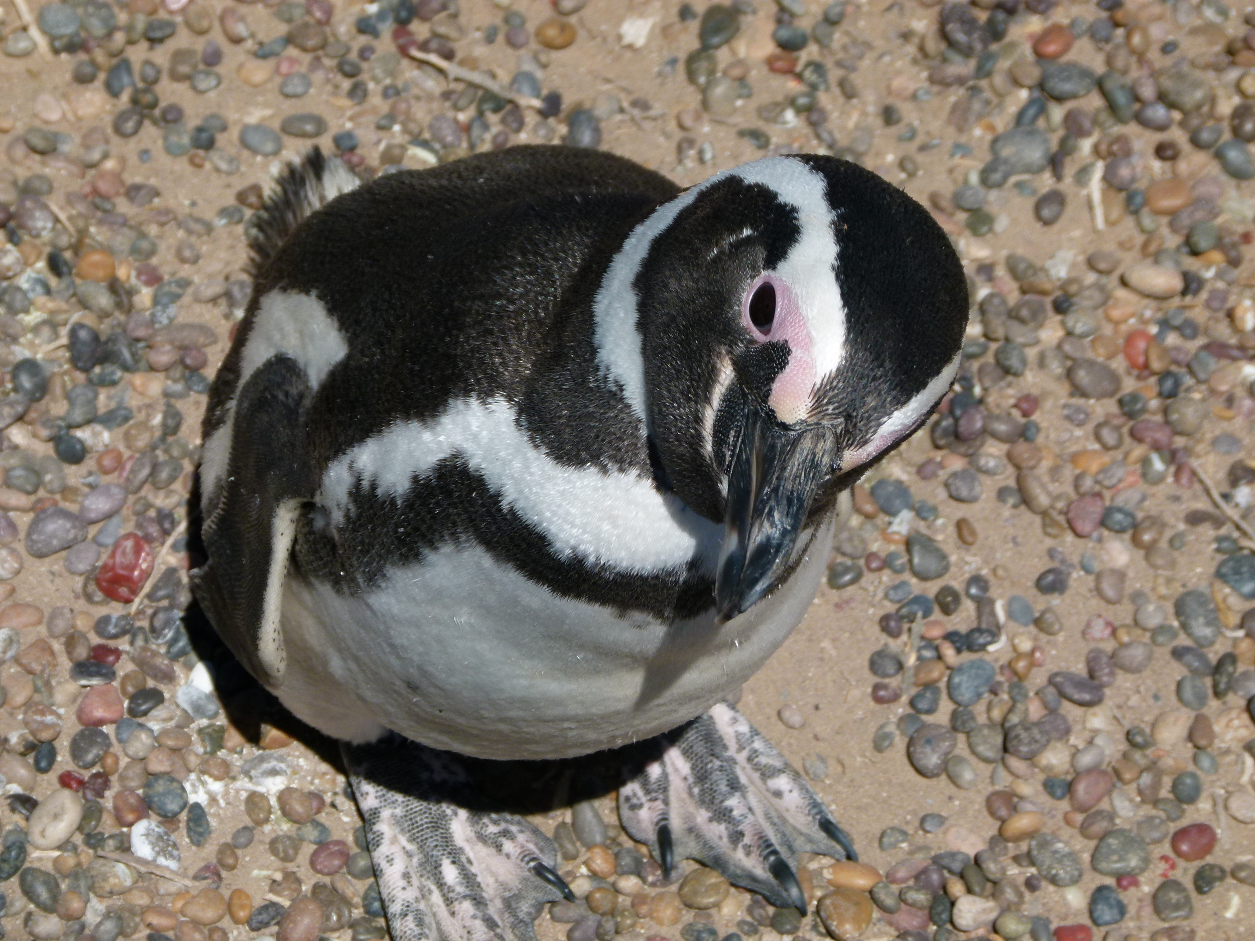 Magellanic Penguin, Punta Tombo, Argentina
