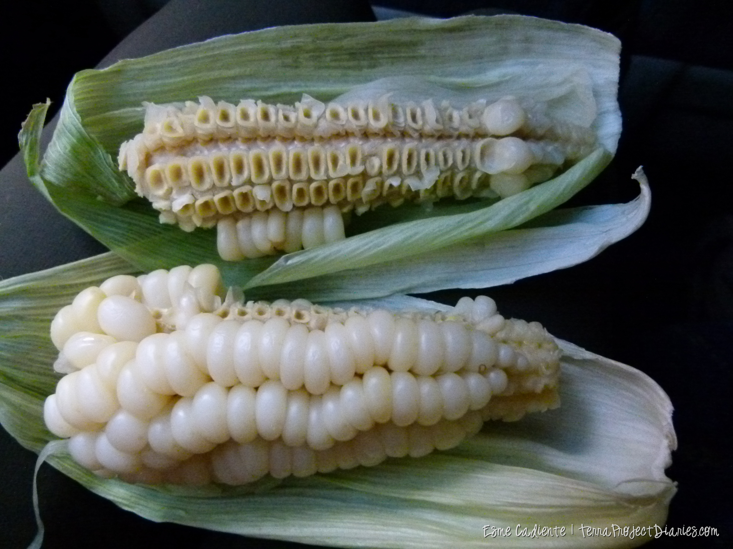 Choclo, an ancient strain of corn. Its fat, dry and meaty. Peru doesn't have a problem with mono-cropping!