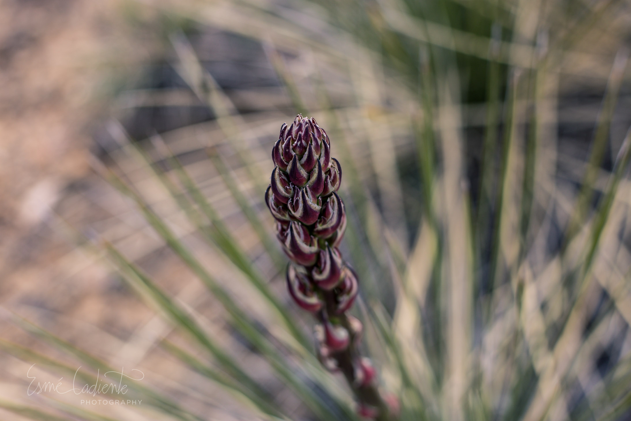 "The Desert is Full of Life" The desert is the most ecologically diverse ecosystem in the world. Although it isn't always obvious, the desert breathes life everywhere.