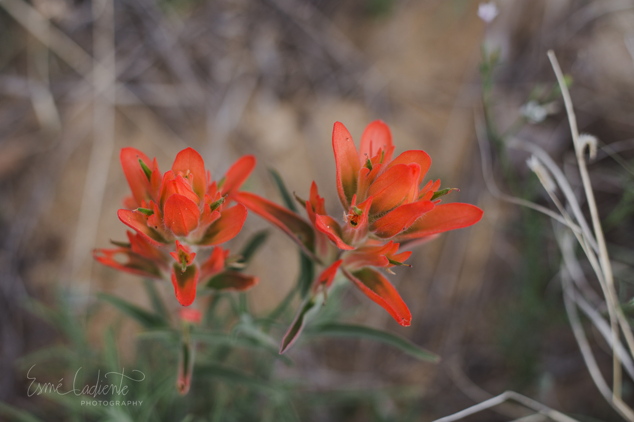 Plant life blooms into colorful existence every Spring