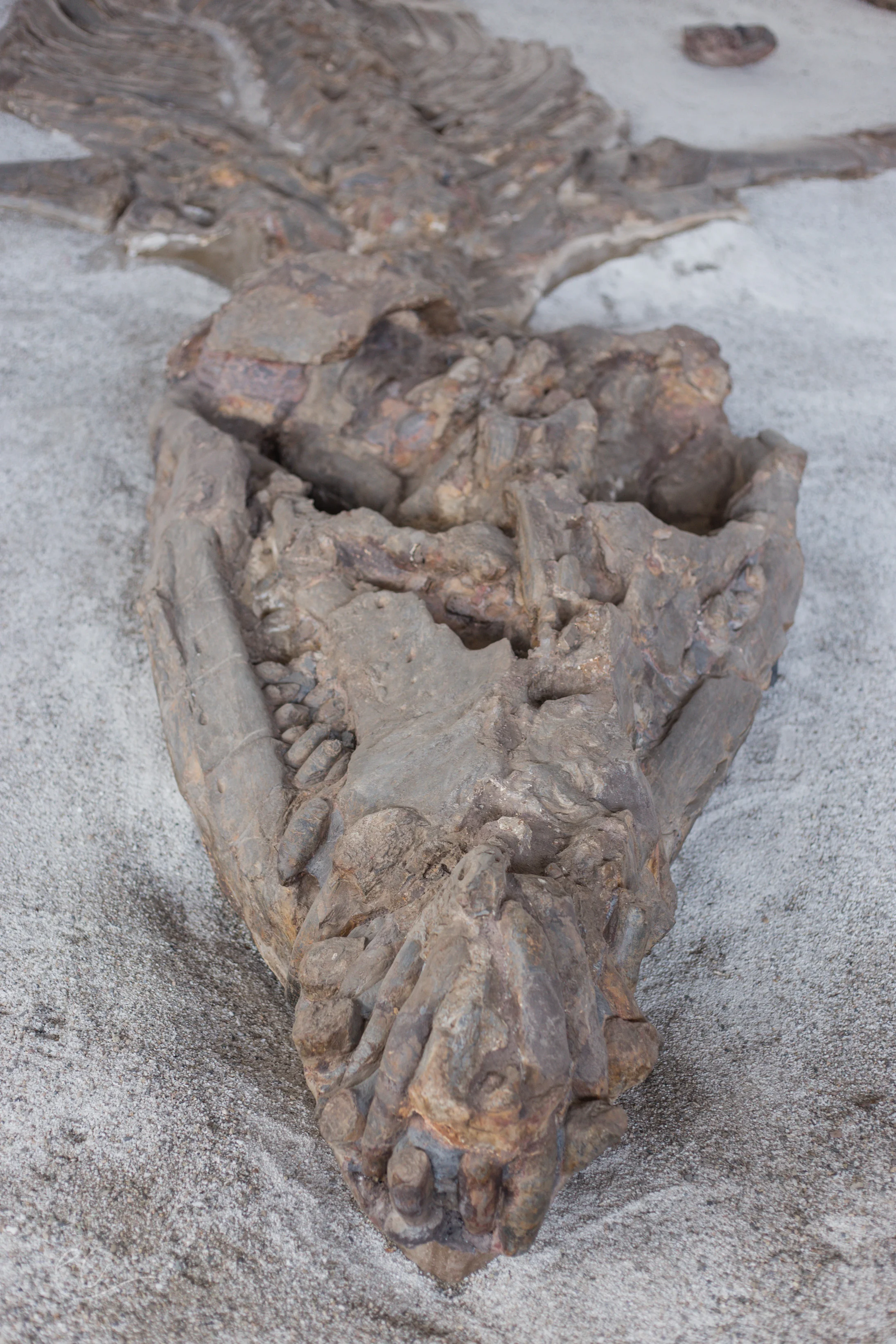 Largest intact dinosaur fossil, Villa De Leyva