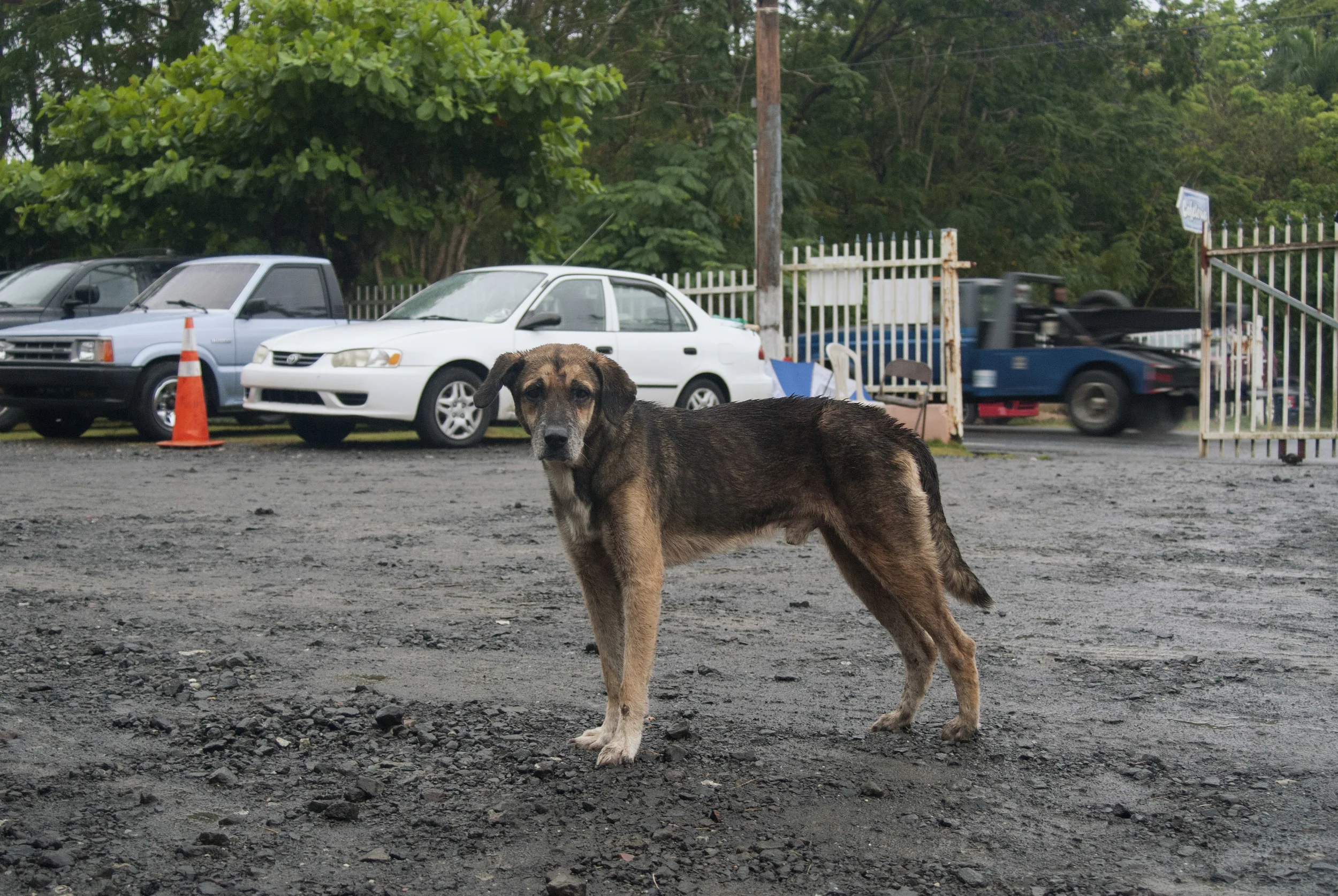 Perrito, August 2015