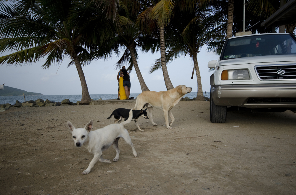 What is a Sato Dog? — The Sato Project
