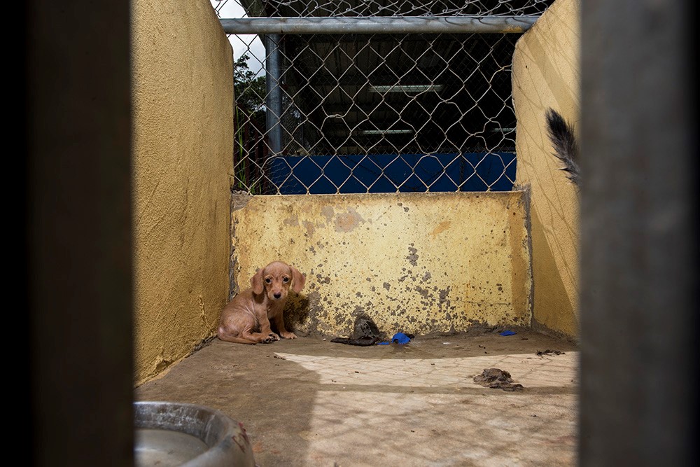 I couldn't forget the eyes of this little puppy, making herself as small as possible in the corner. Now named Bugsy, she's safe in our care.