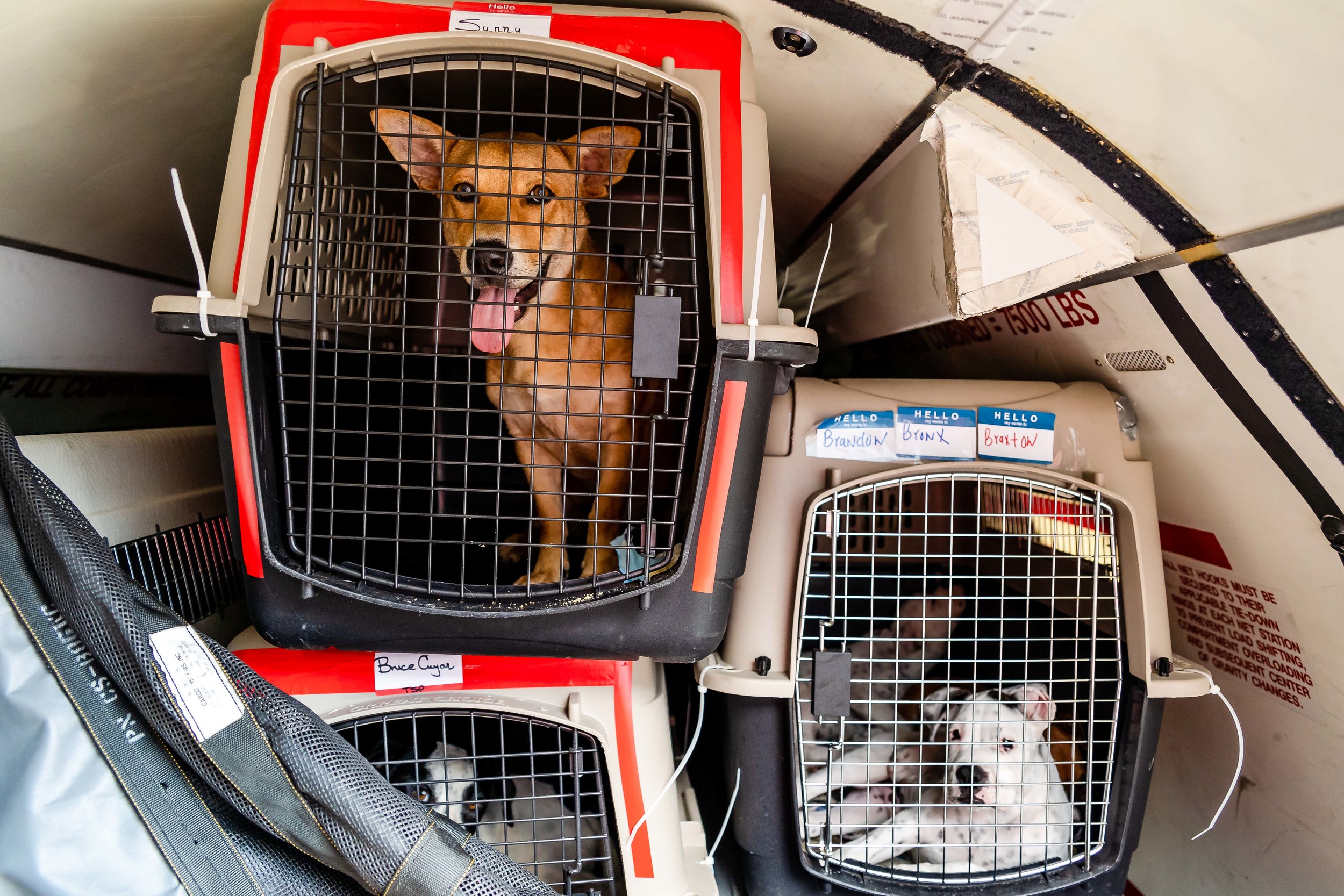 Photo by NYC Pet Photographer