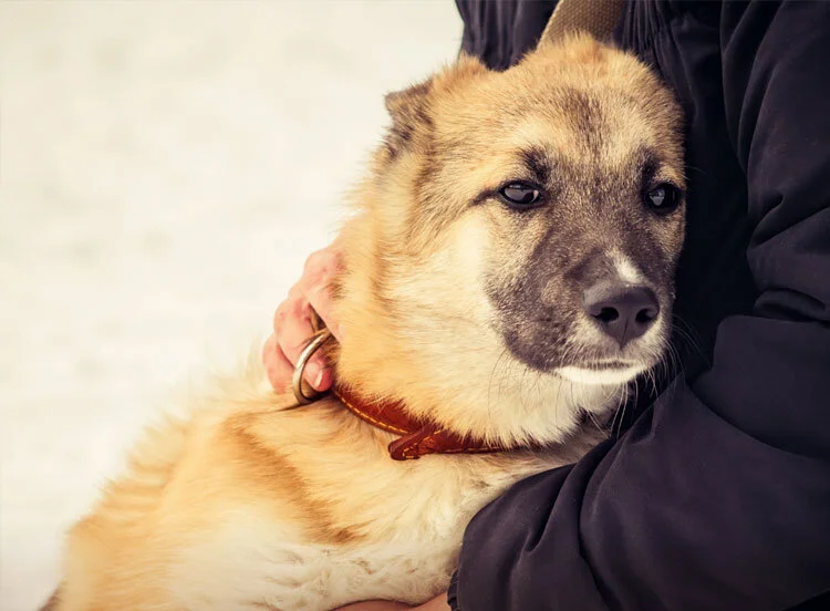 CT-Humane-id.jpg