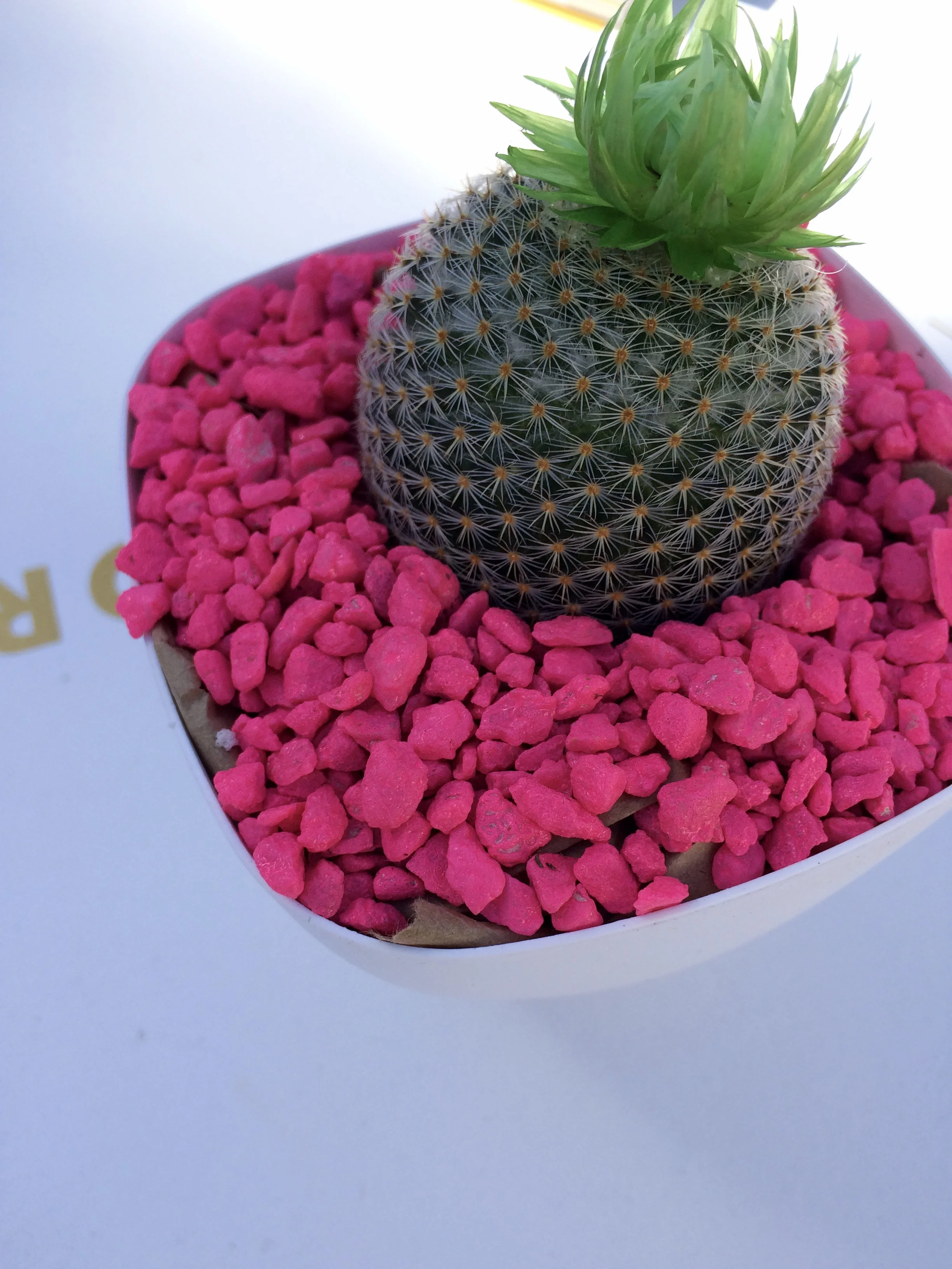Are these not the cutest little cacti?