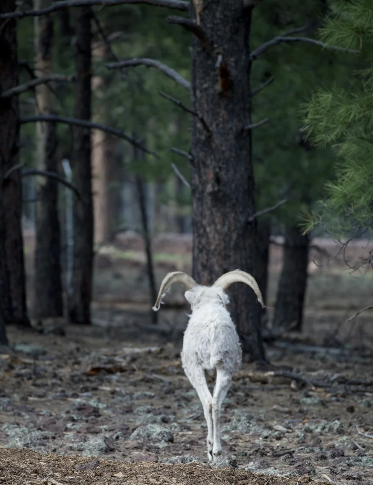 Animals_05.jpg