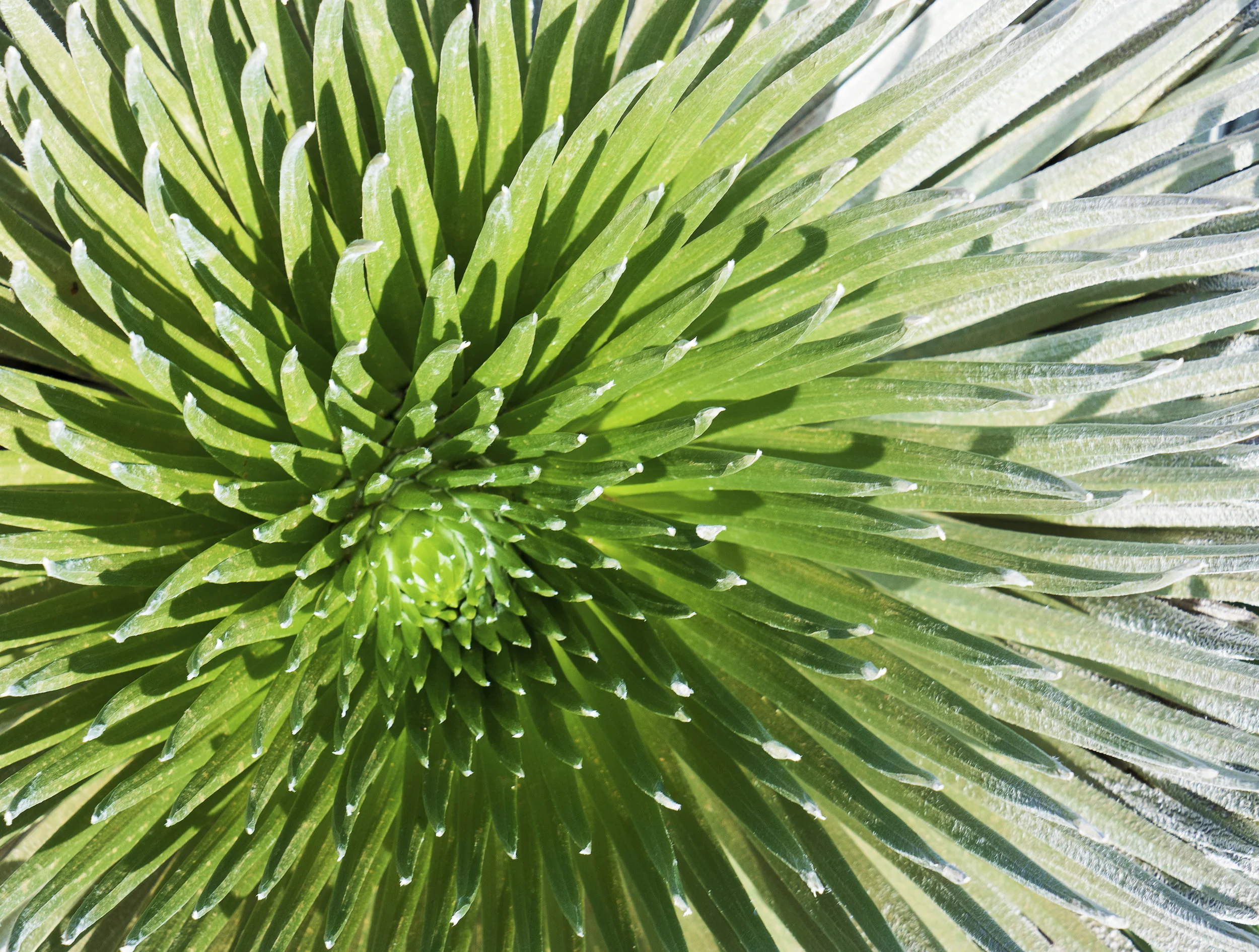 silversword.jpg