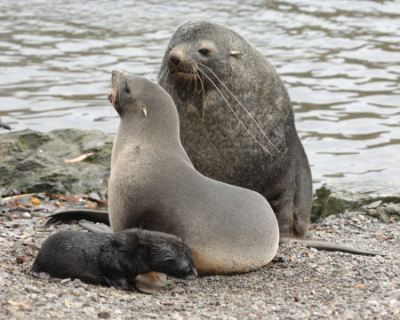 Antarctic Fur Seal