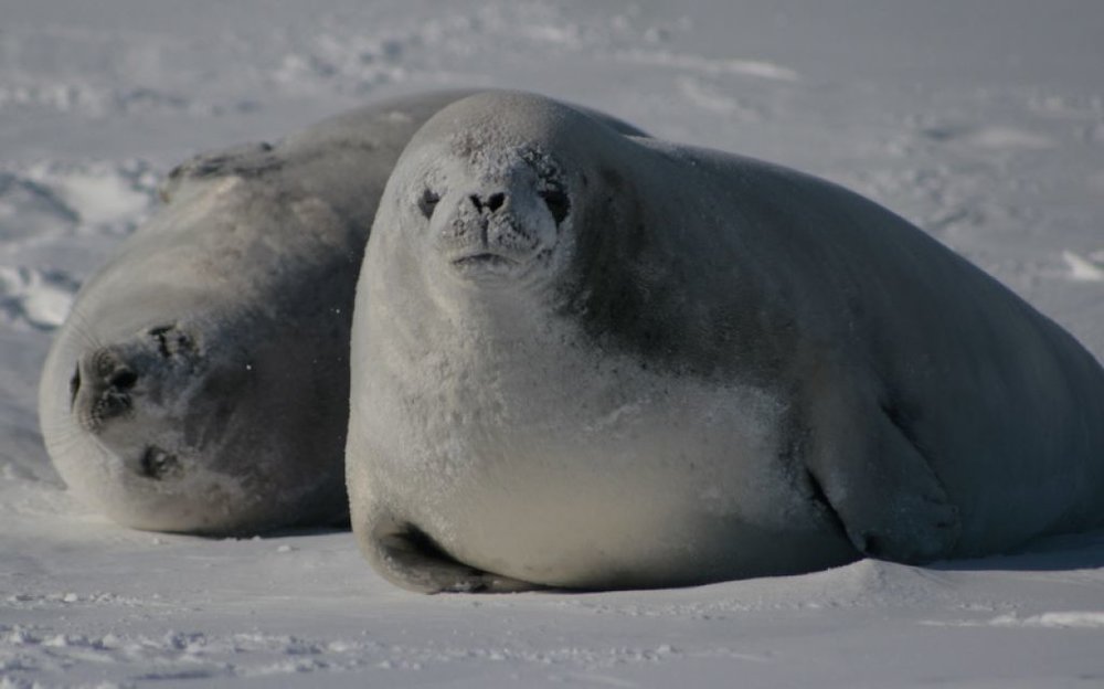 Crabeater Seal