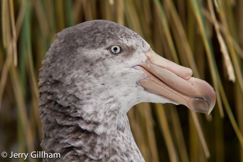 Giant Petrel