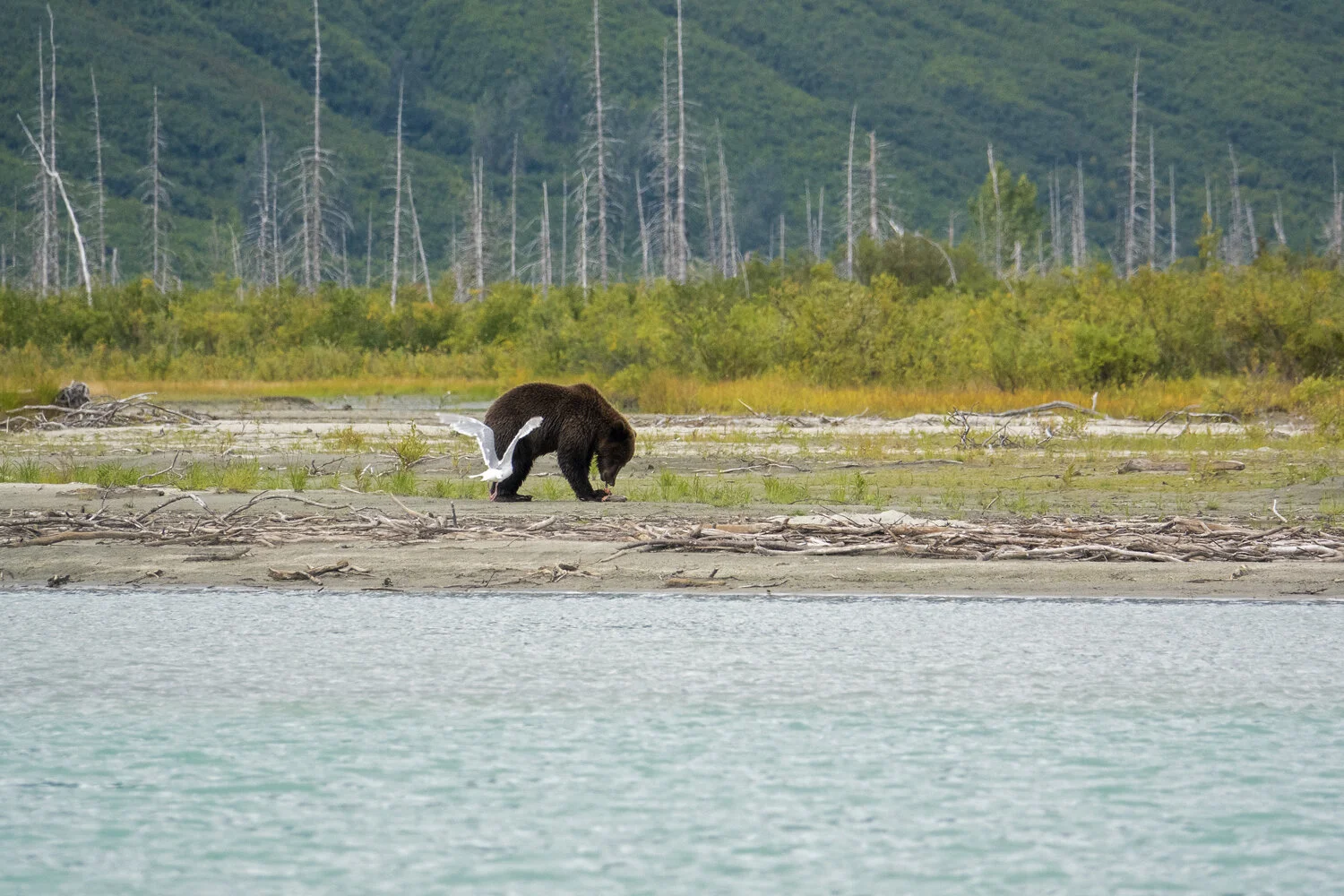 Barby_Mark_AK_101.jpg
