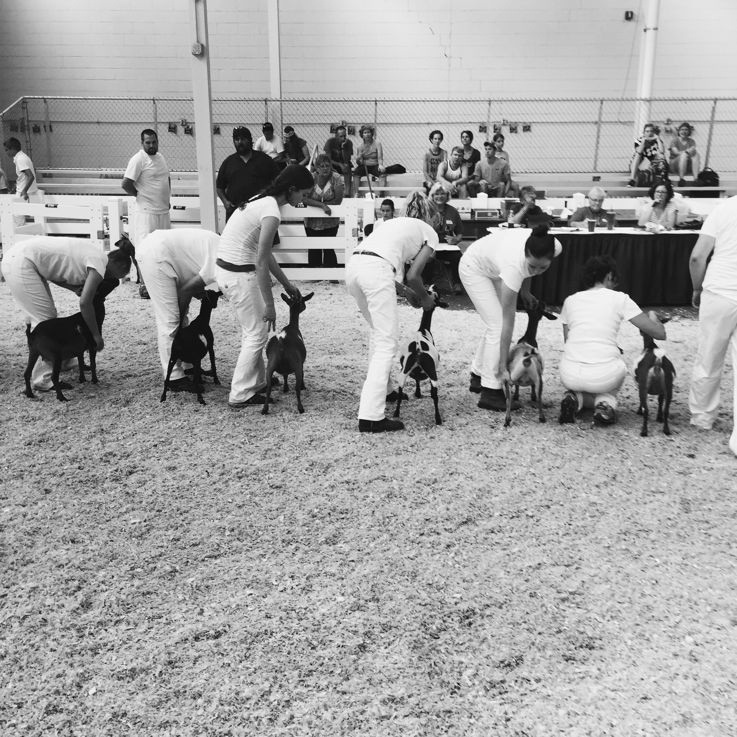 Goat competition.