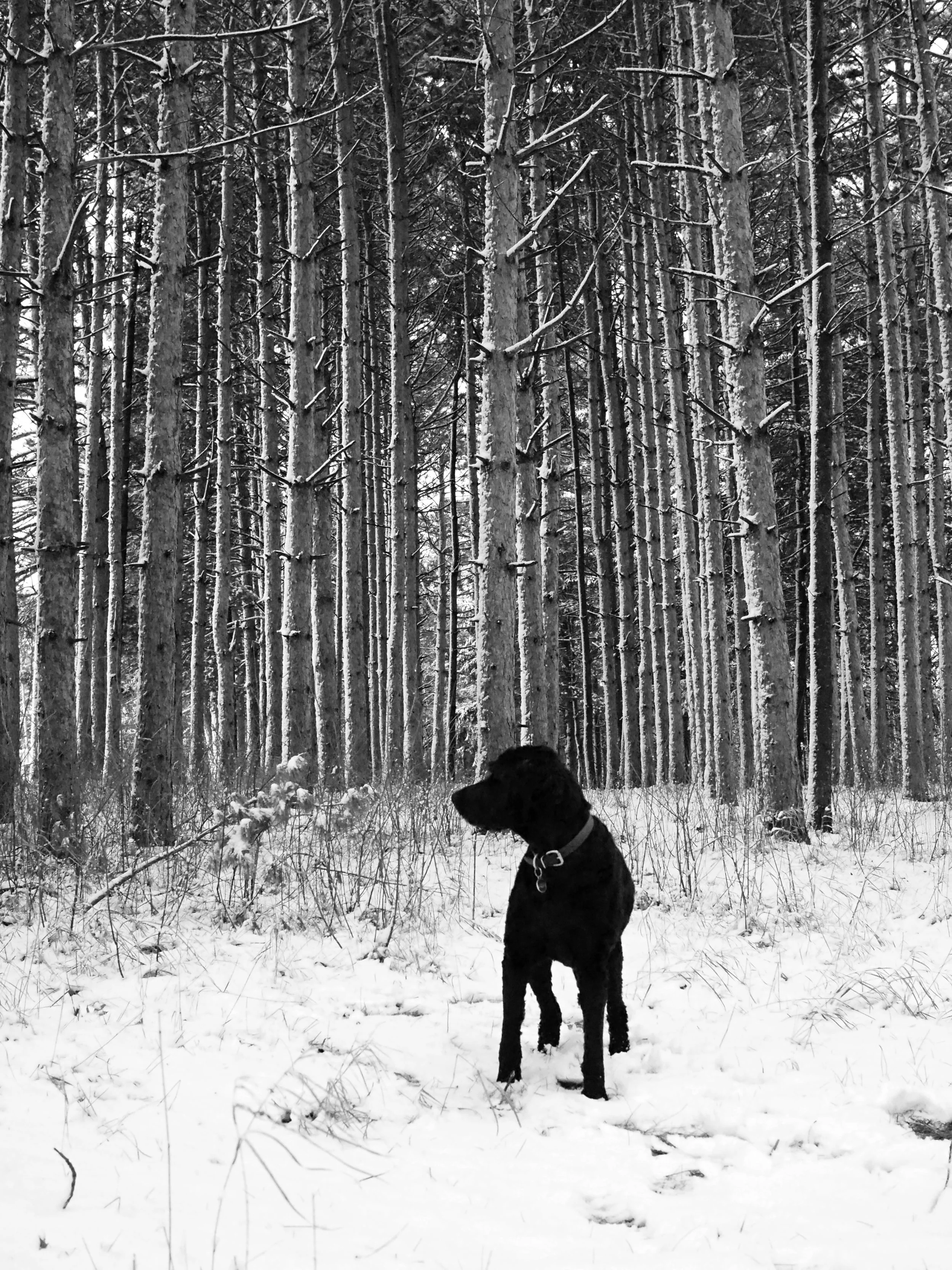 Dog in the woods. Shoreview, MN.