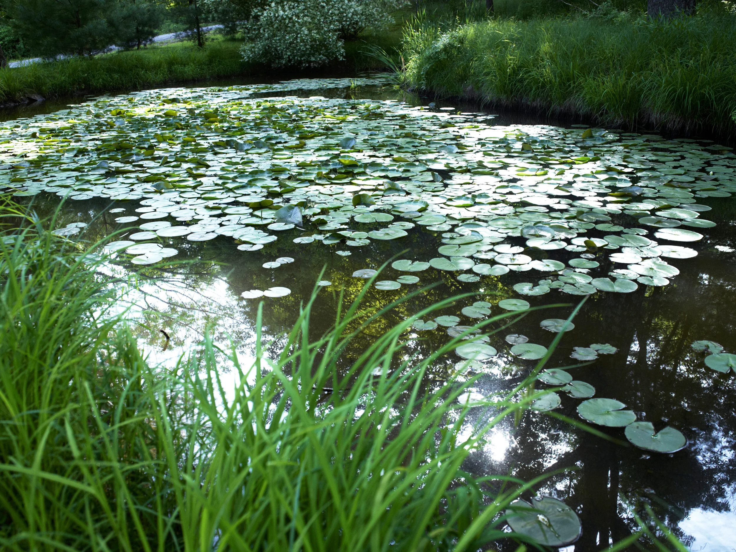 SWAN_0525.jpg
