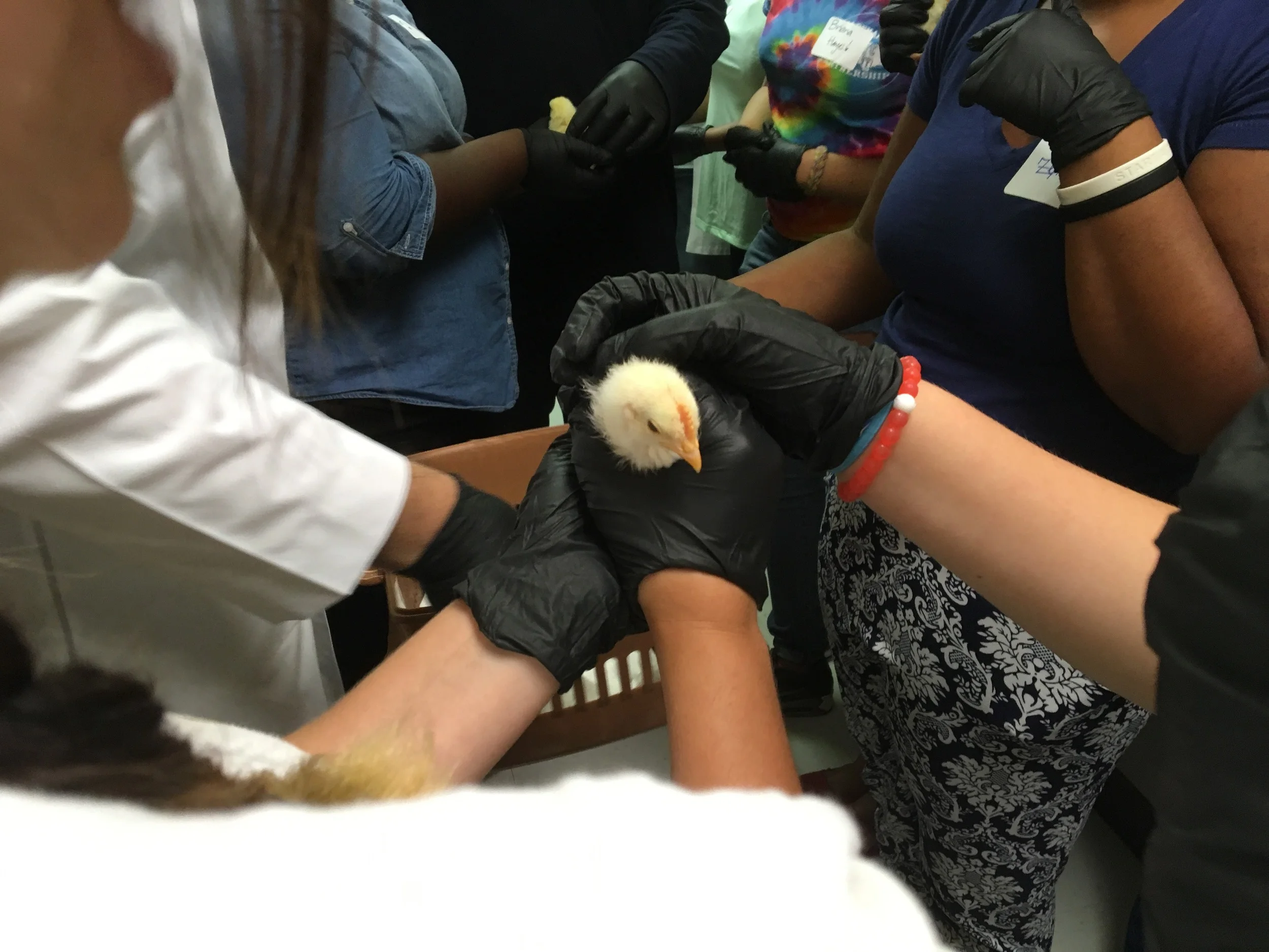 Students Holding Chicks.jpeg