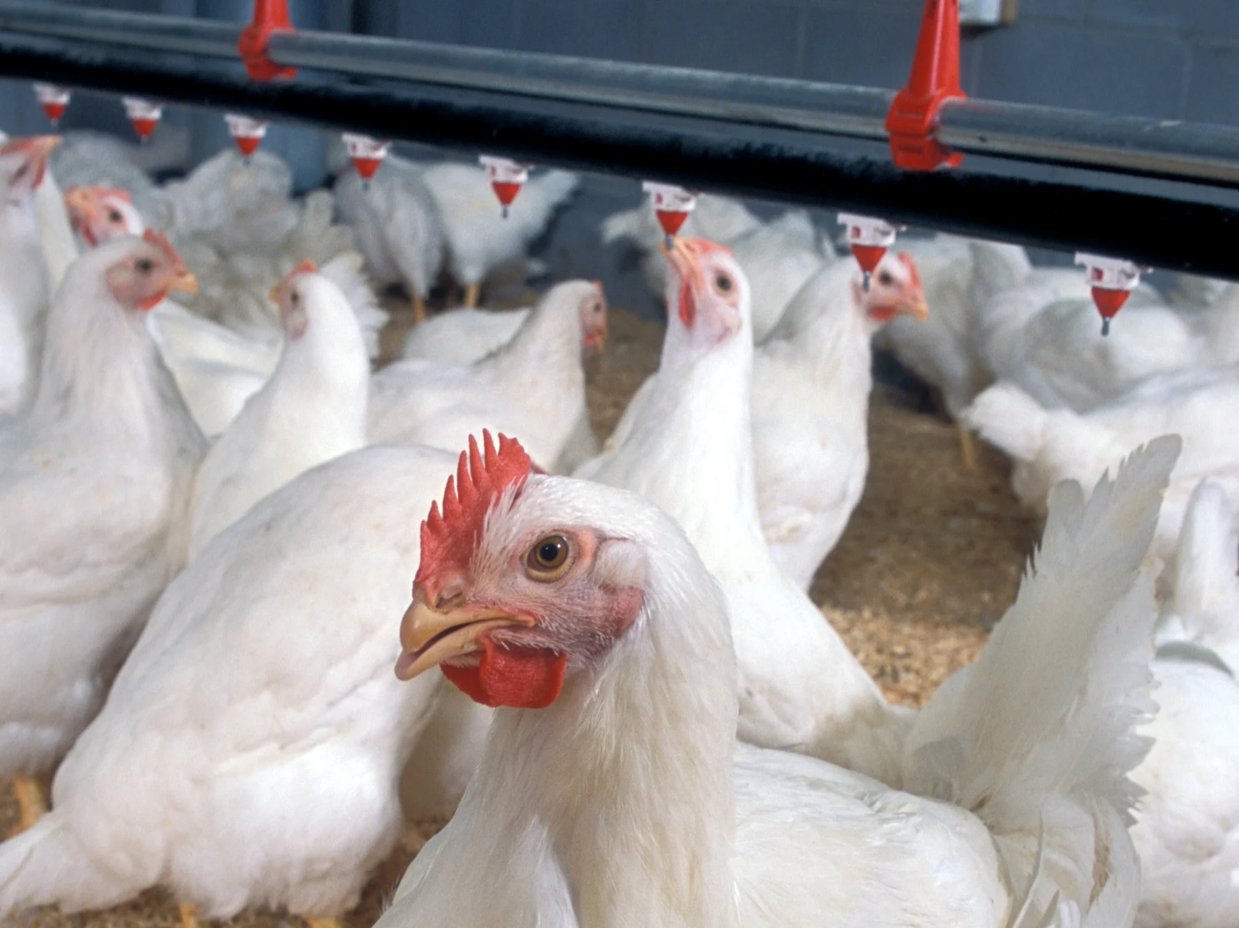 Poultry_Classes_Blog_photo_-_Flickr_-_USDAgov.jpg