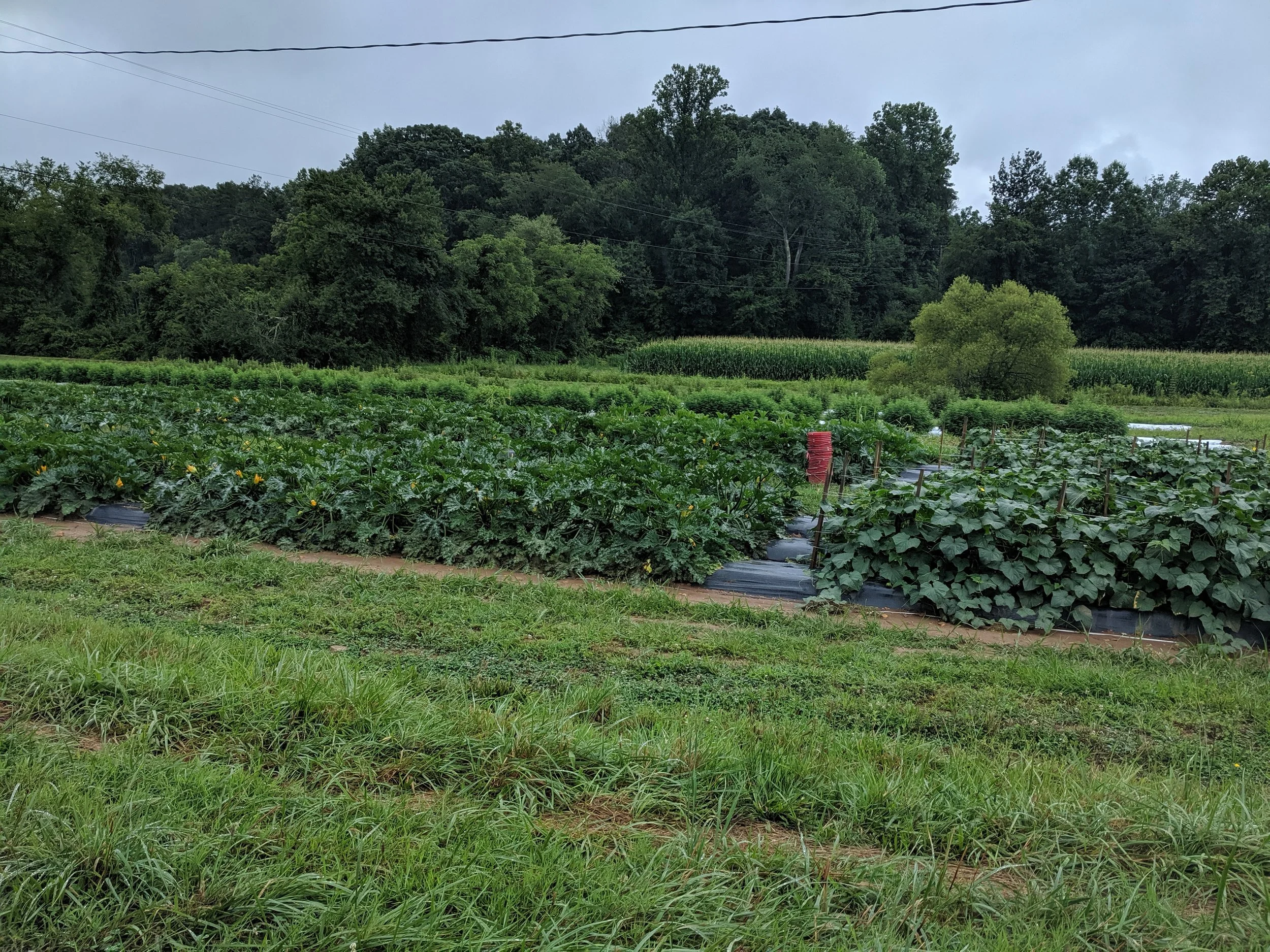 IMG_20190723_110307.jpg