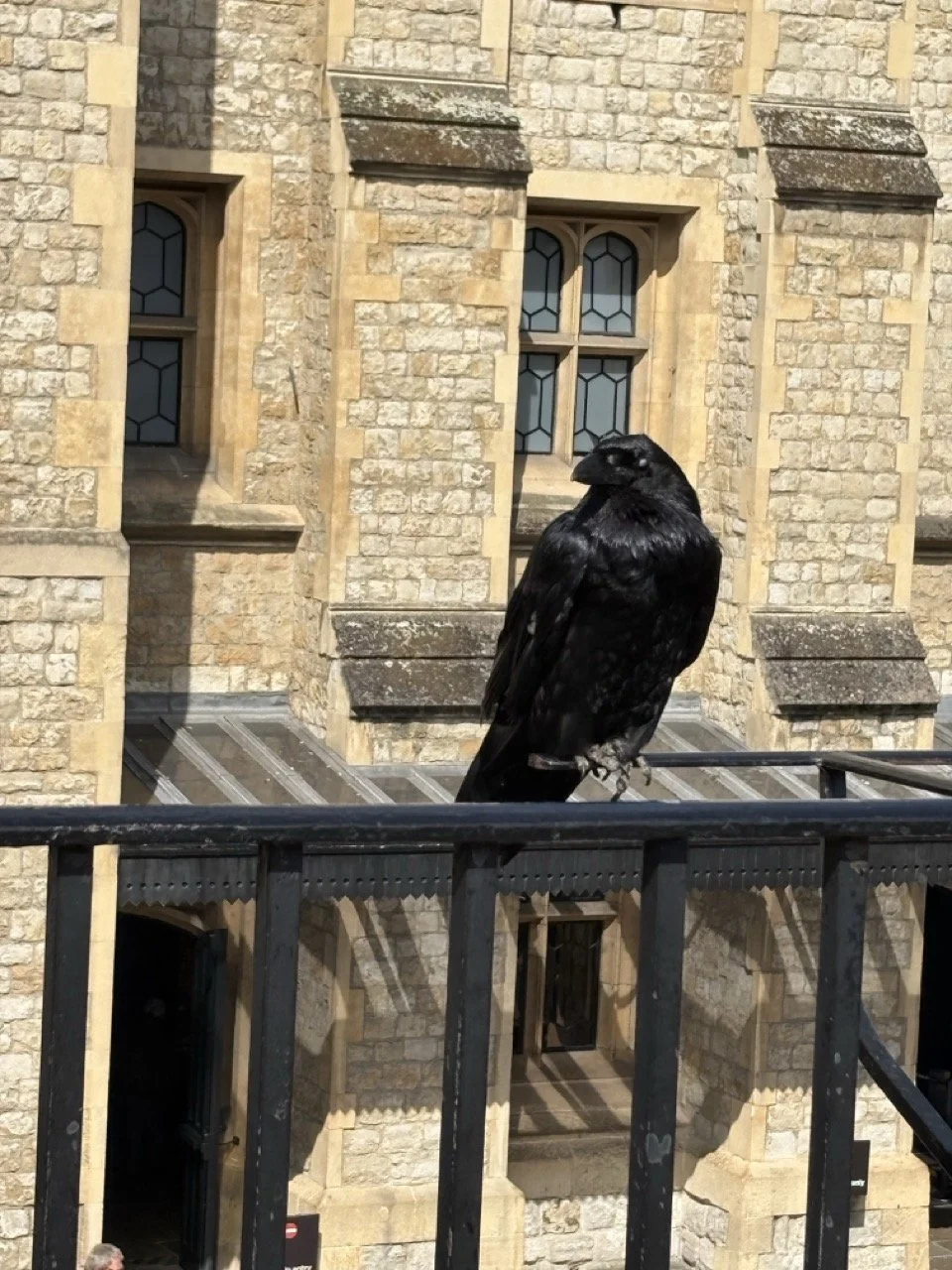 Crow Large.jpeg