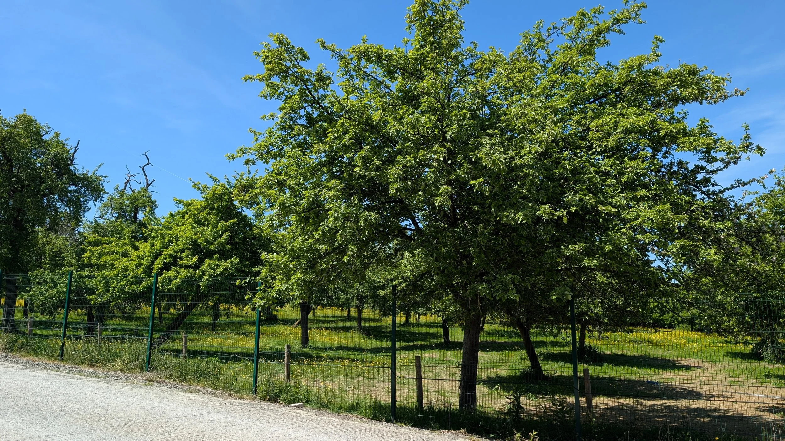 Cider3.jpg
