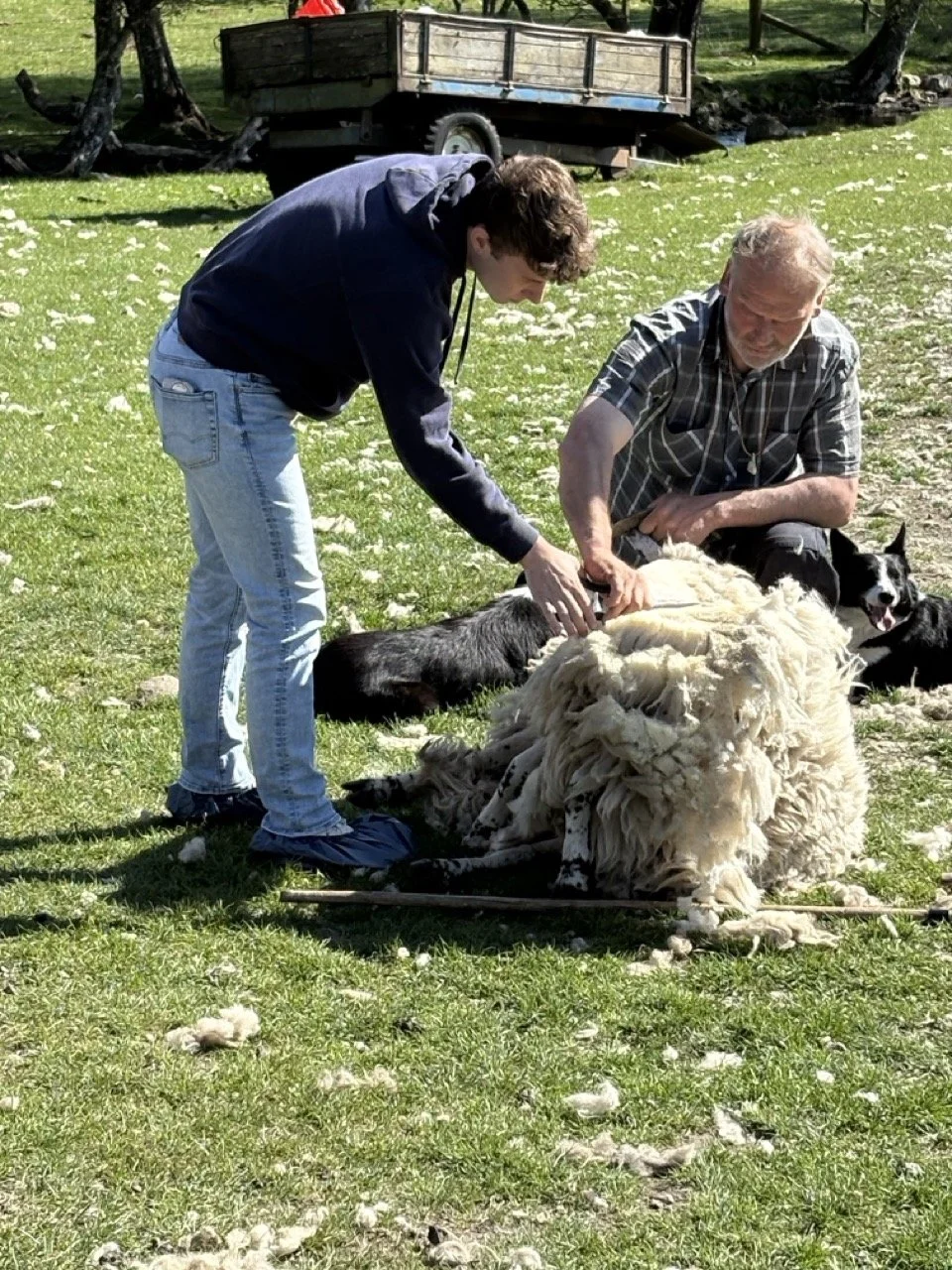 Sheep1 Large.jpeg