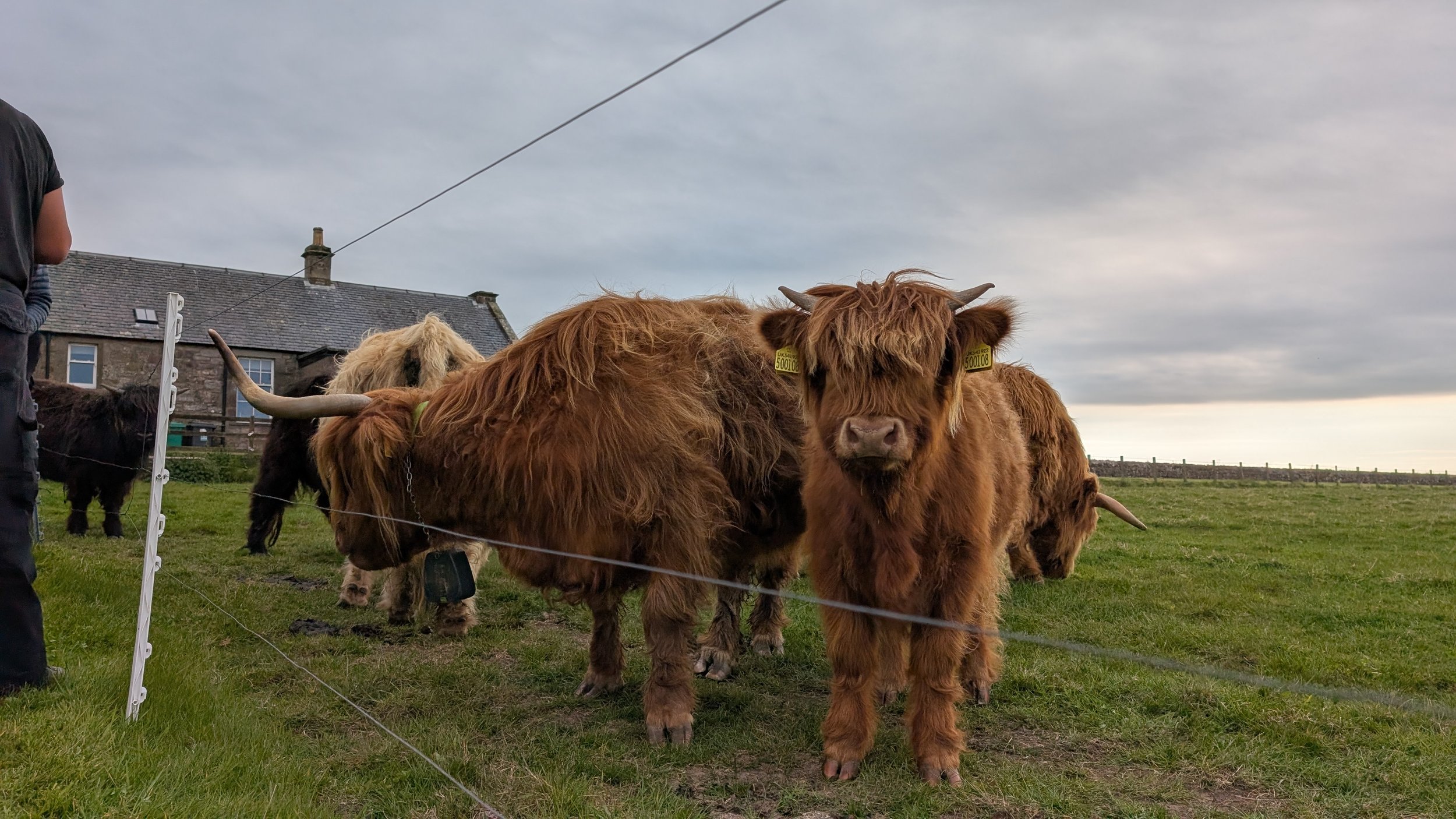 Highlandcow2.jpg