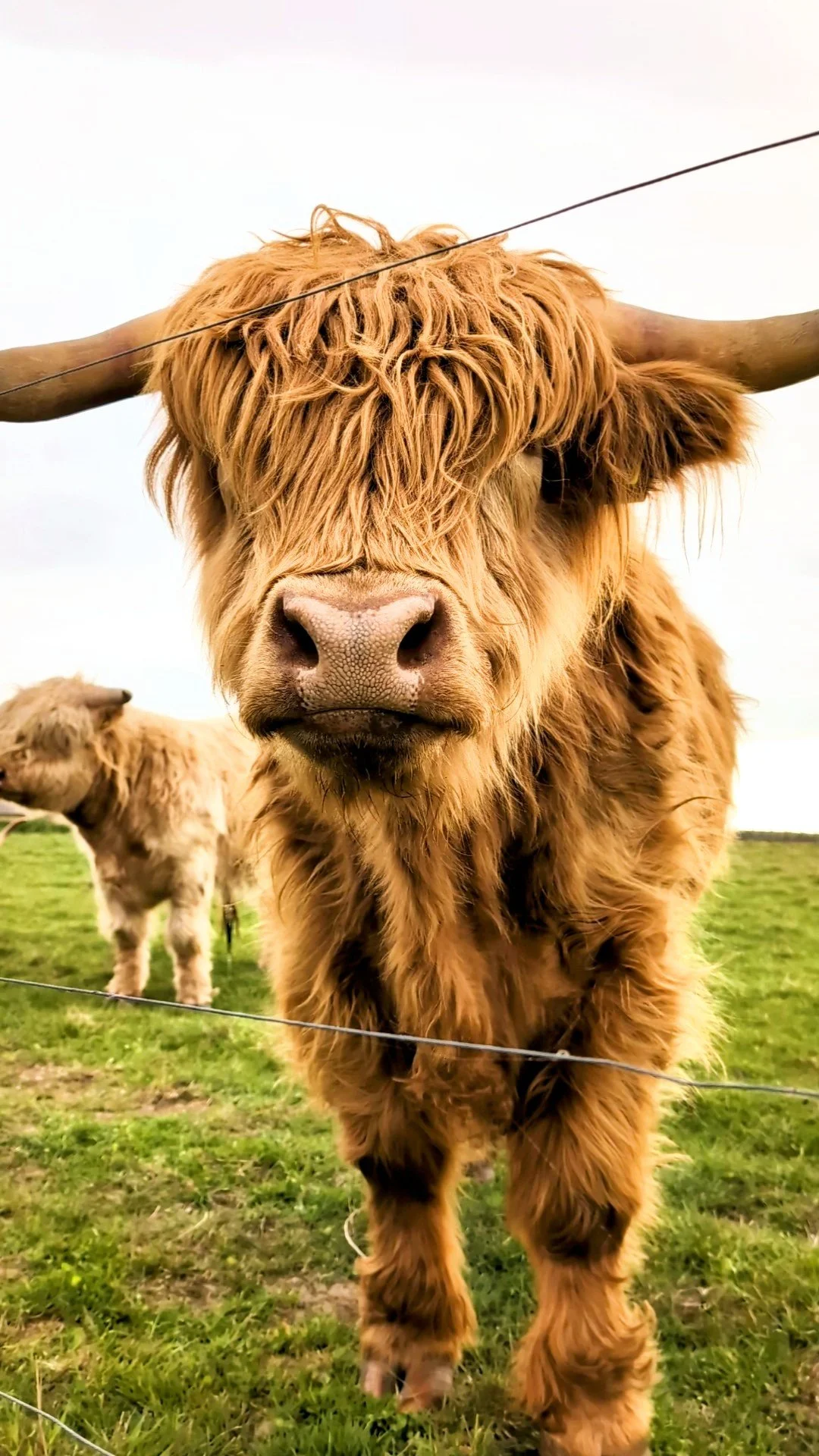 HighlandCow.jpg