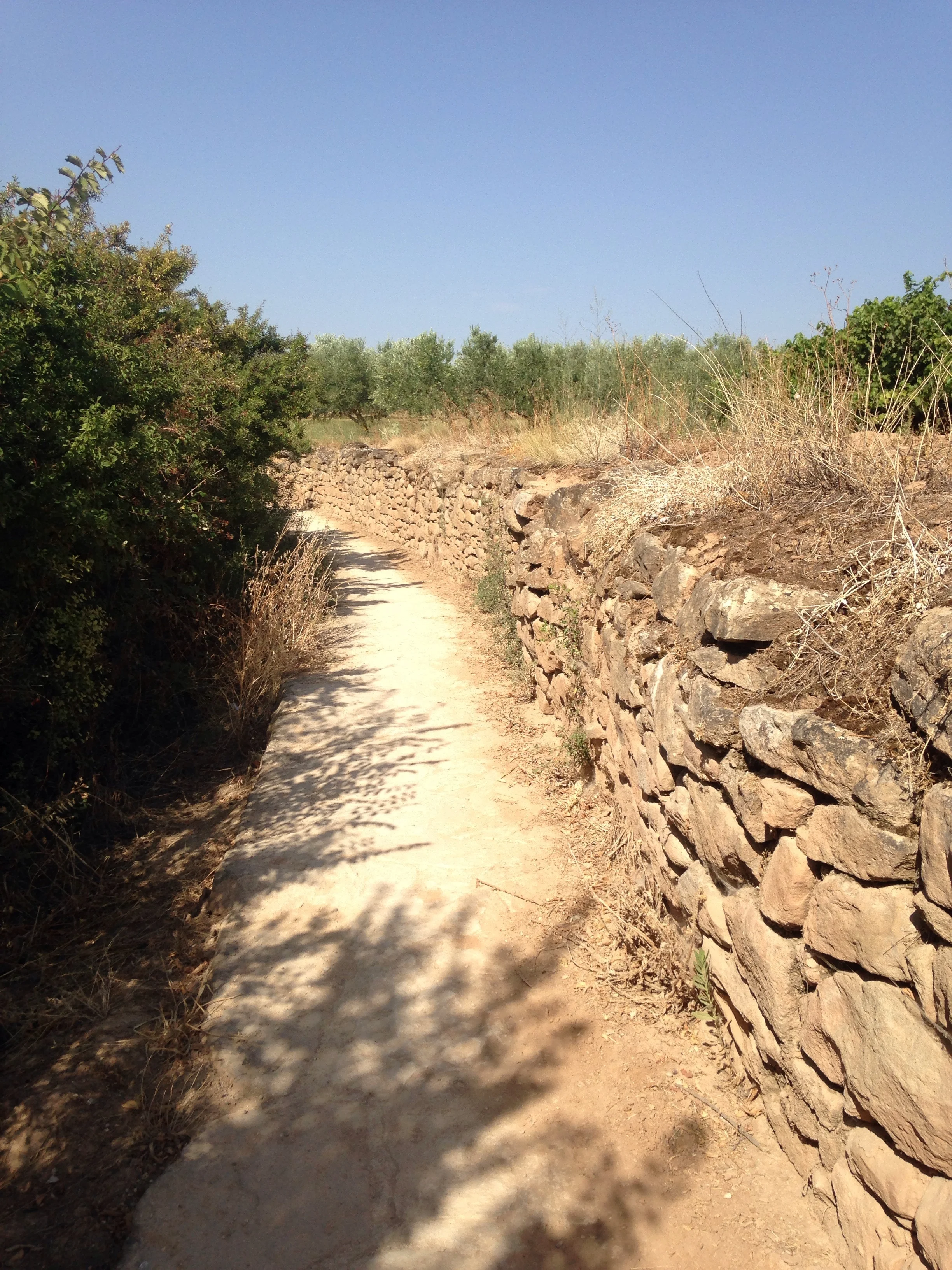 Walking through vineyards and Oliver groves today