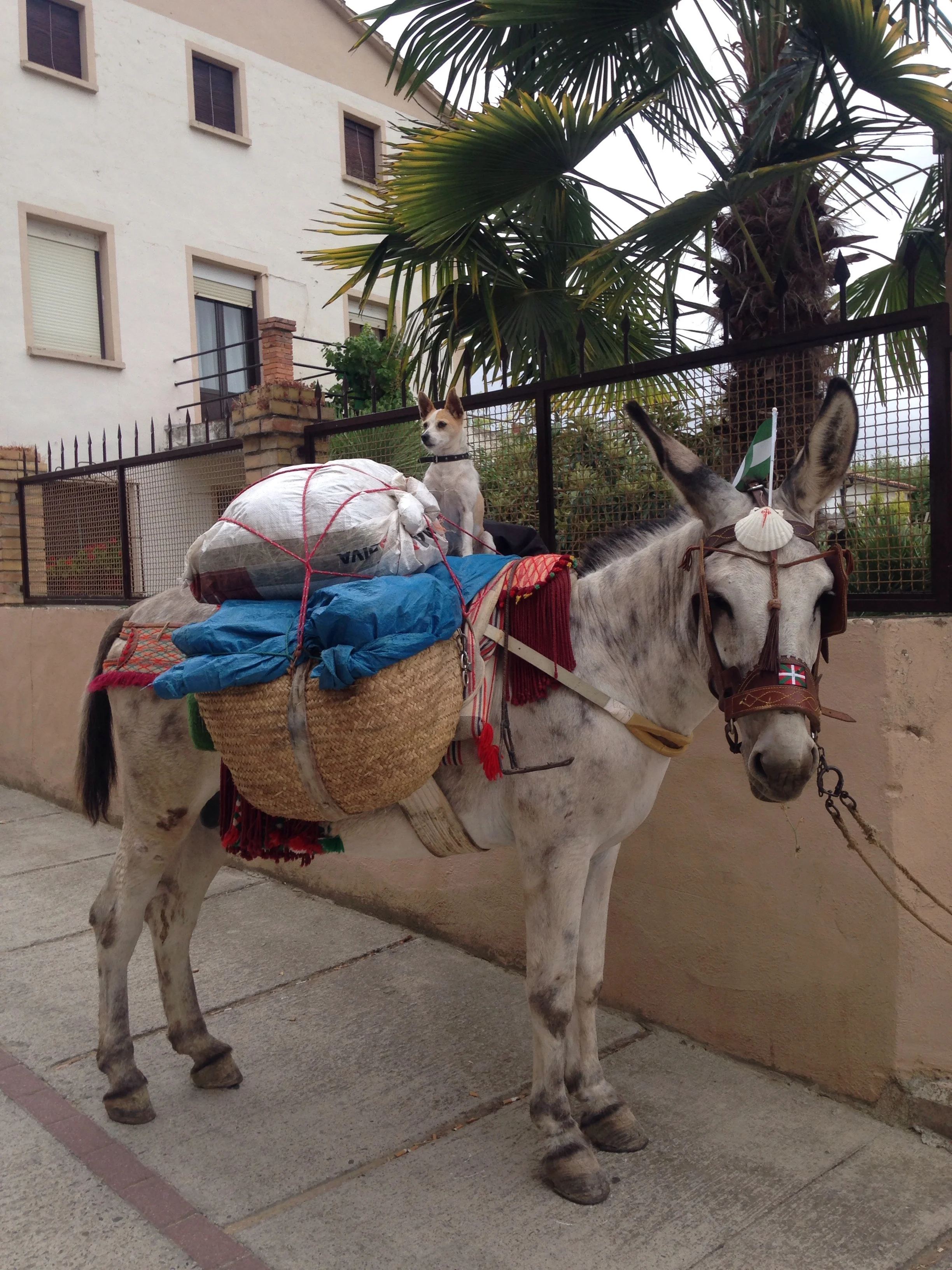 But I caught up. Note the shell on the donkey... They are in pilgrimage too!
