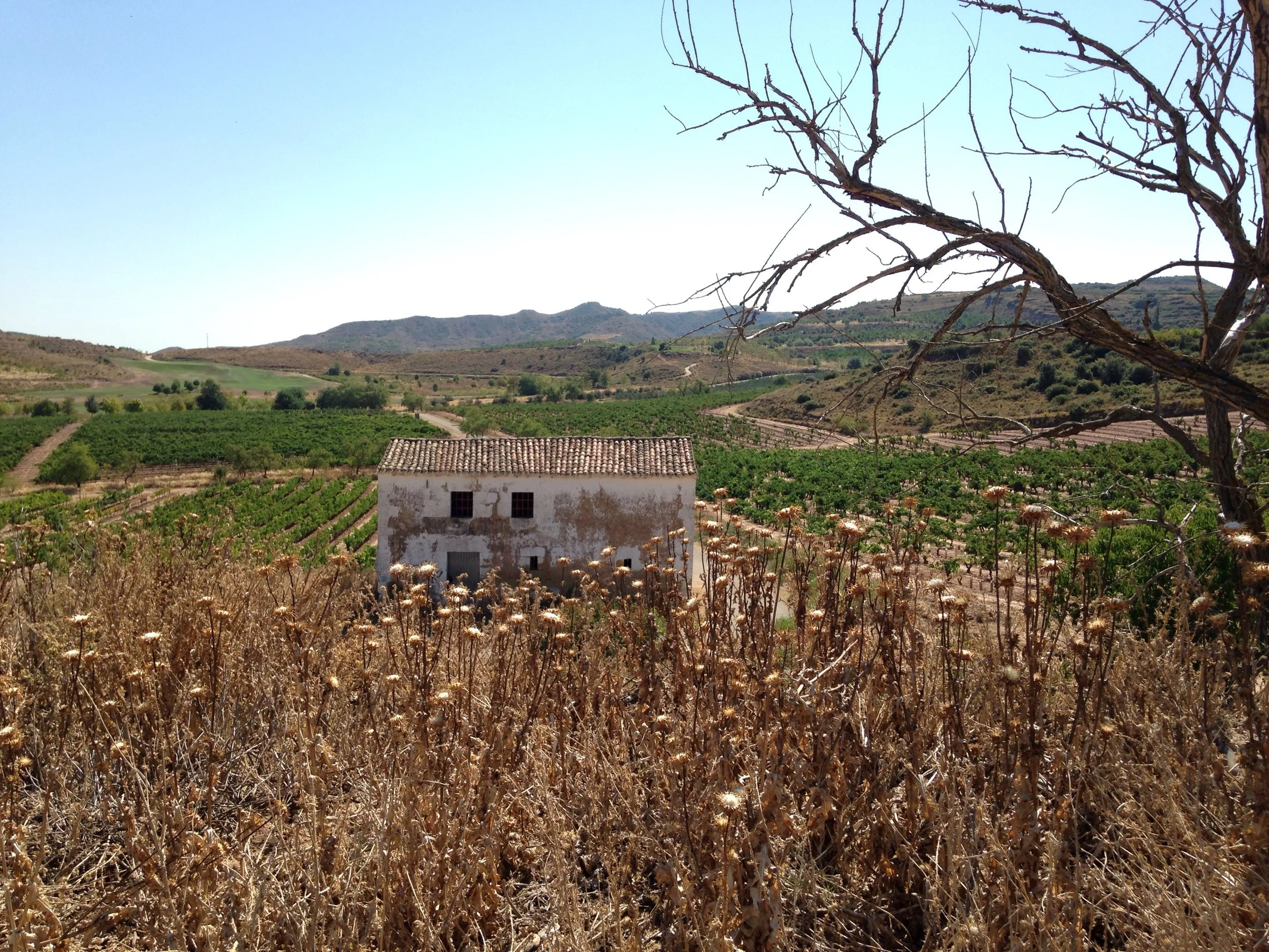 Feels officially like Rioja.... Vineyards!