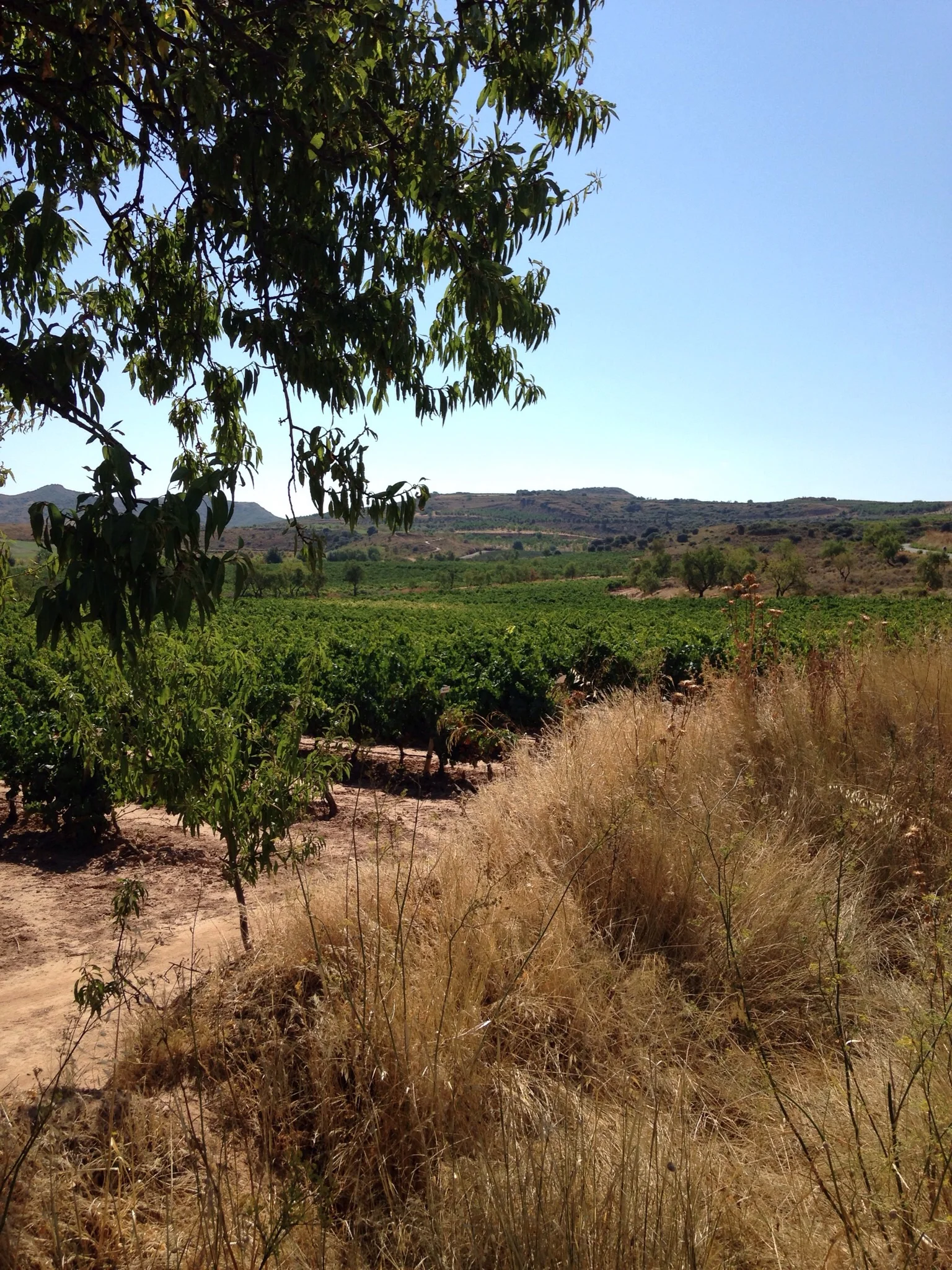 A long walk out of the city through a park then vineyards that appear to be managed for quality by the government